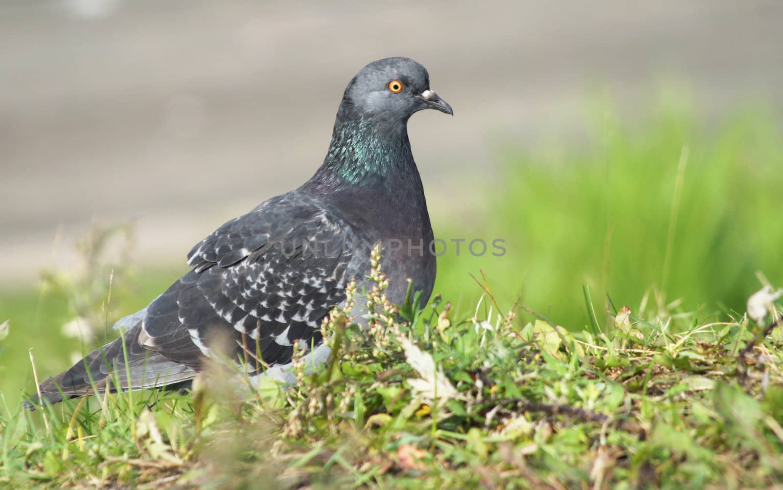 dove into the green grass 