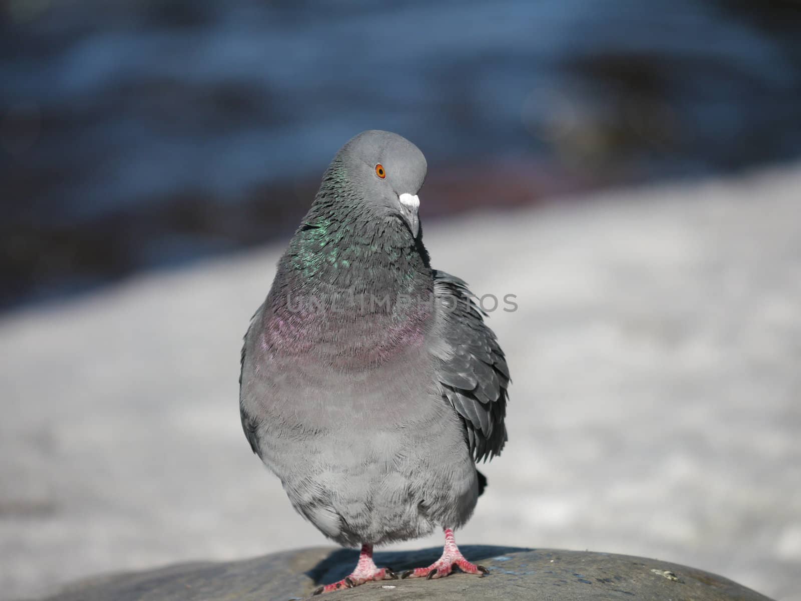 Portrait of a walking pigeon in winter day 