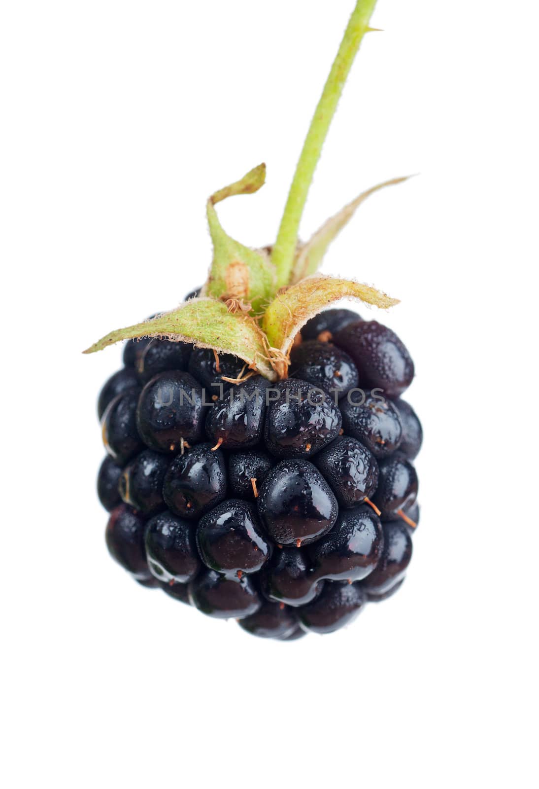Macro view of fresh ripe blackberry