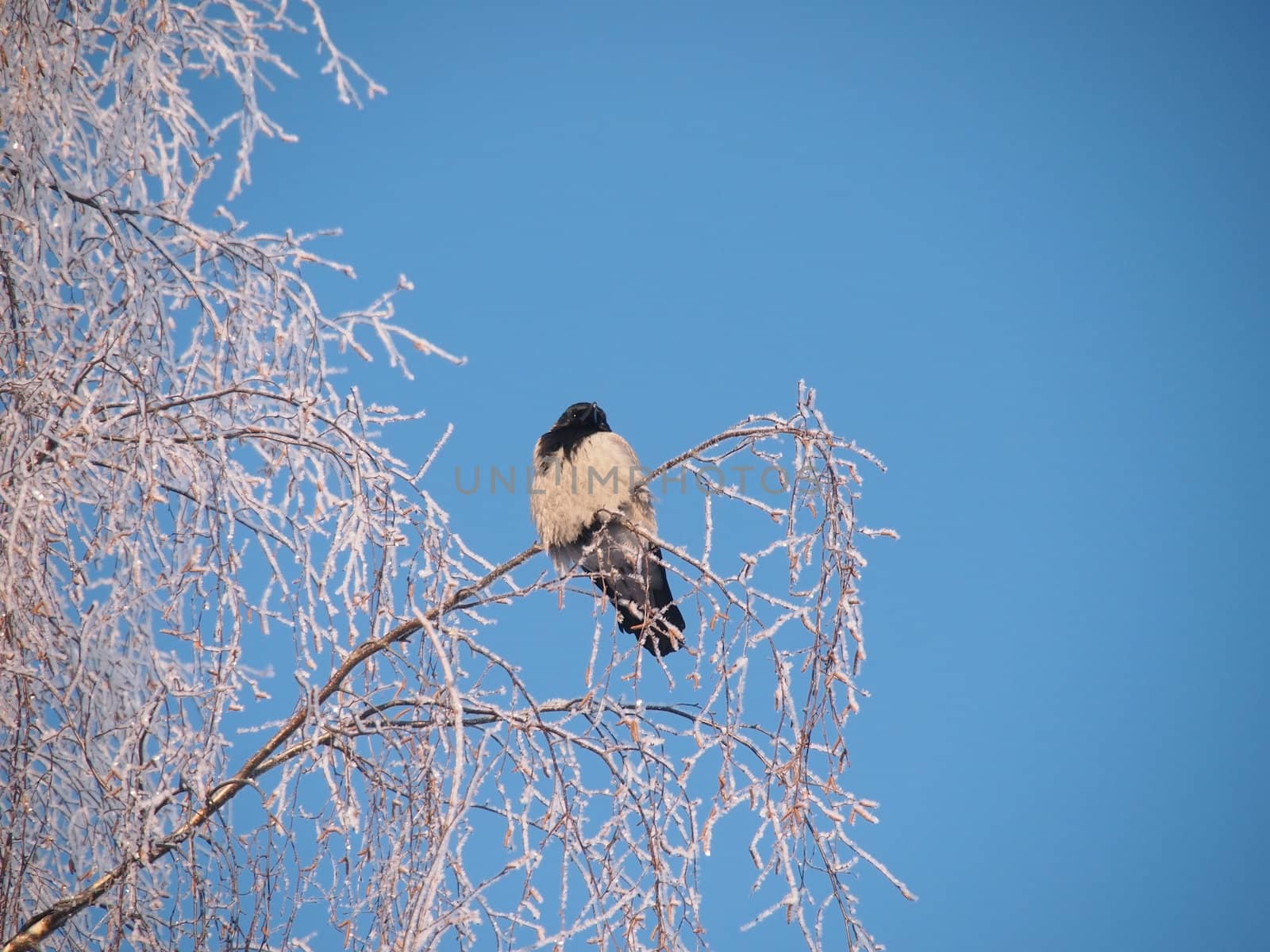 Raven on a branch in the winter. Sunset