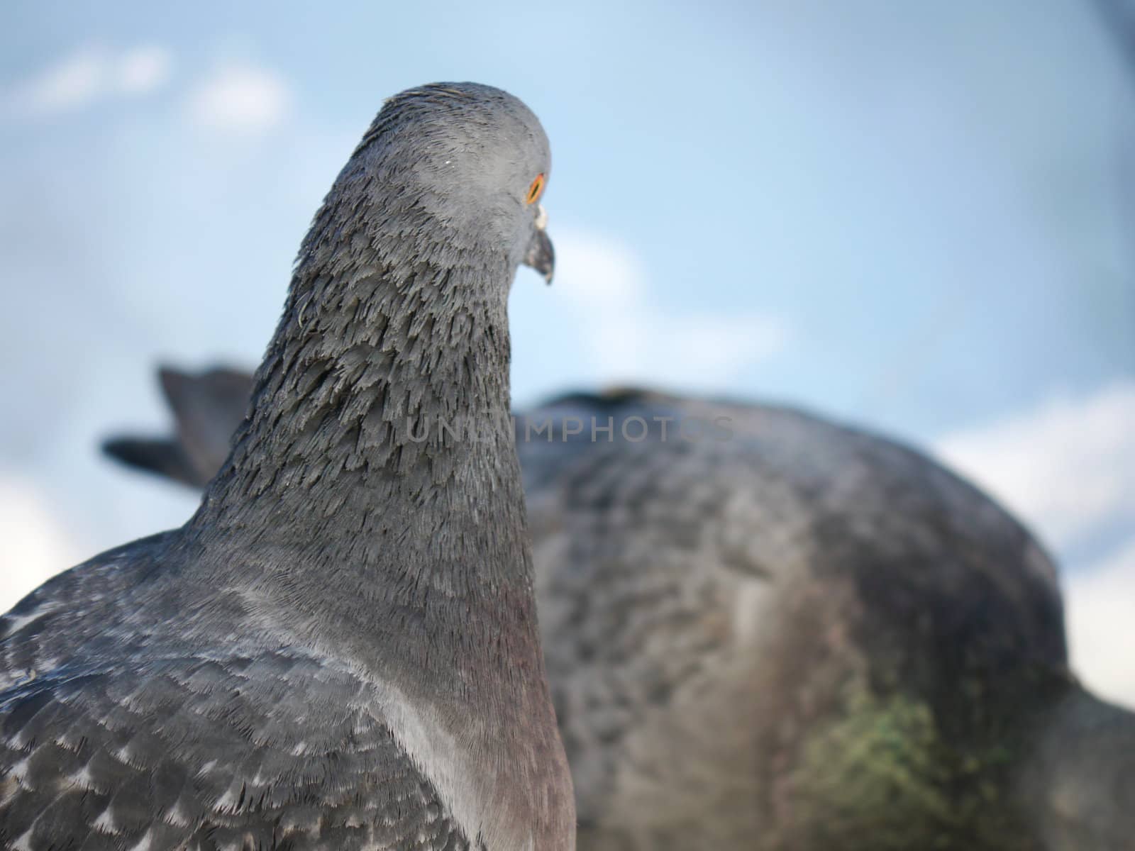 portrait of a dove