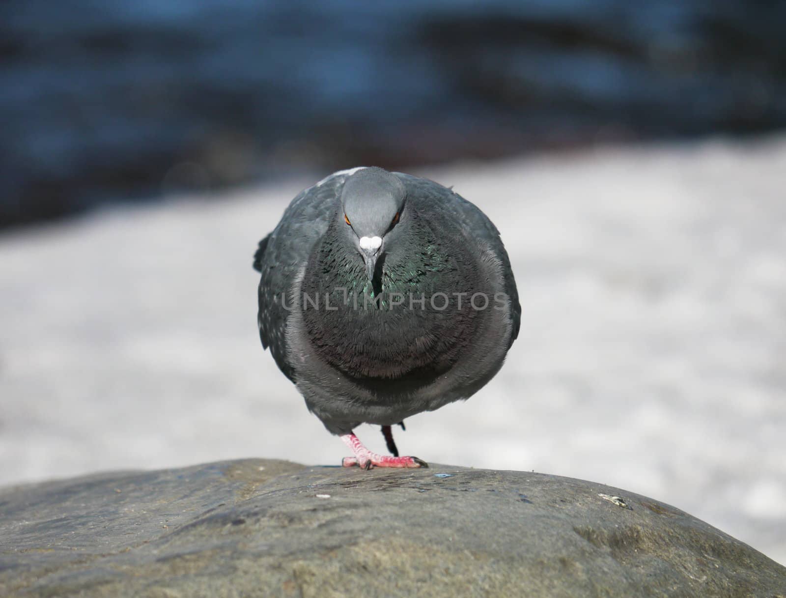 Portrait of a walking pigeon in winter day 