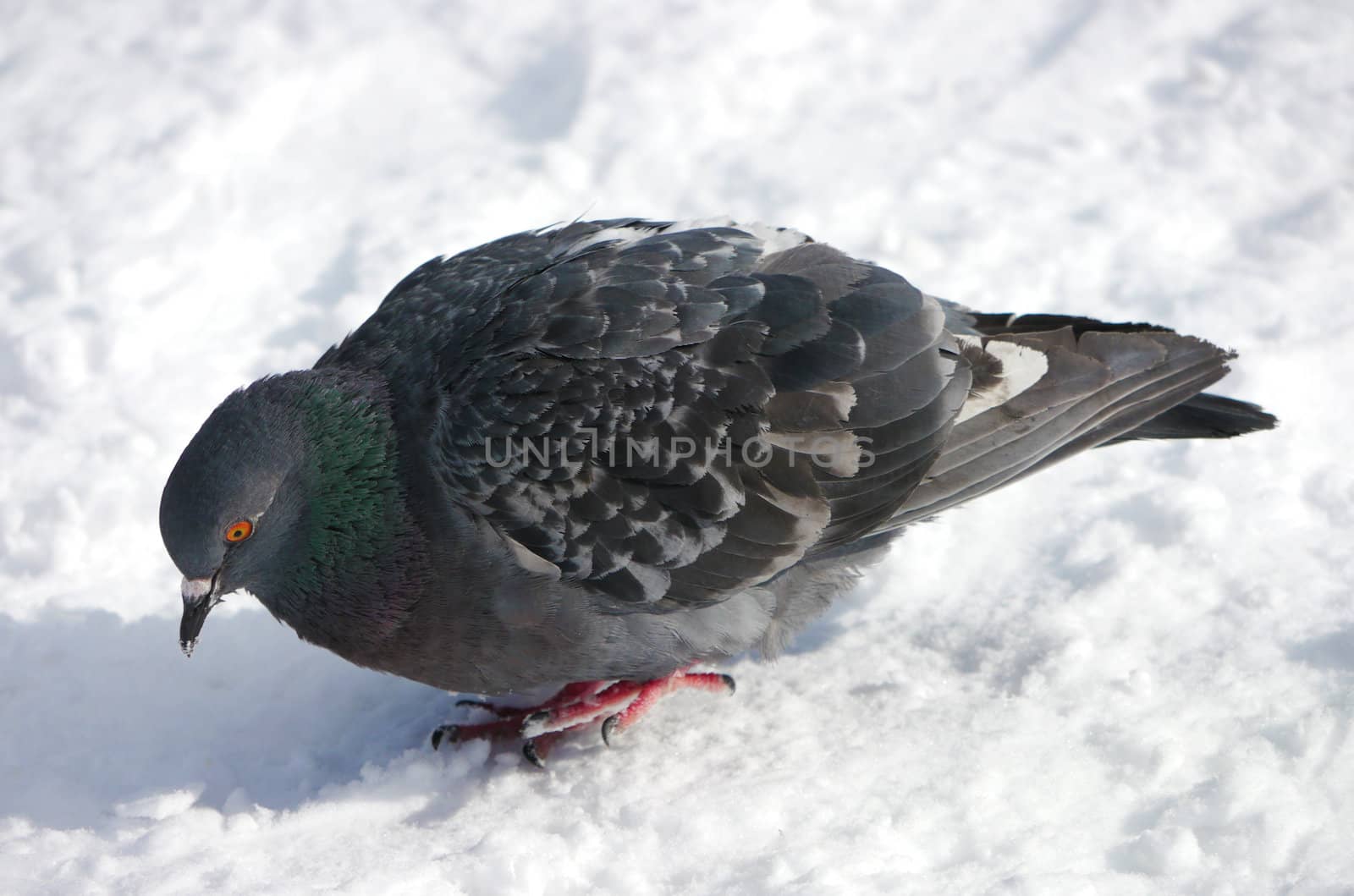 Pigeon on a snow 