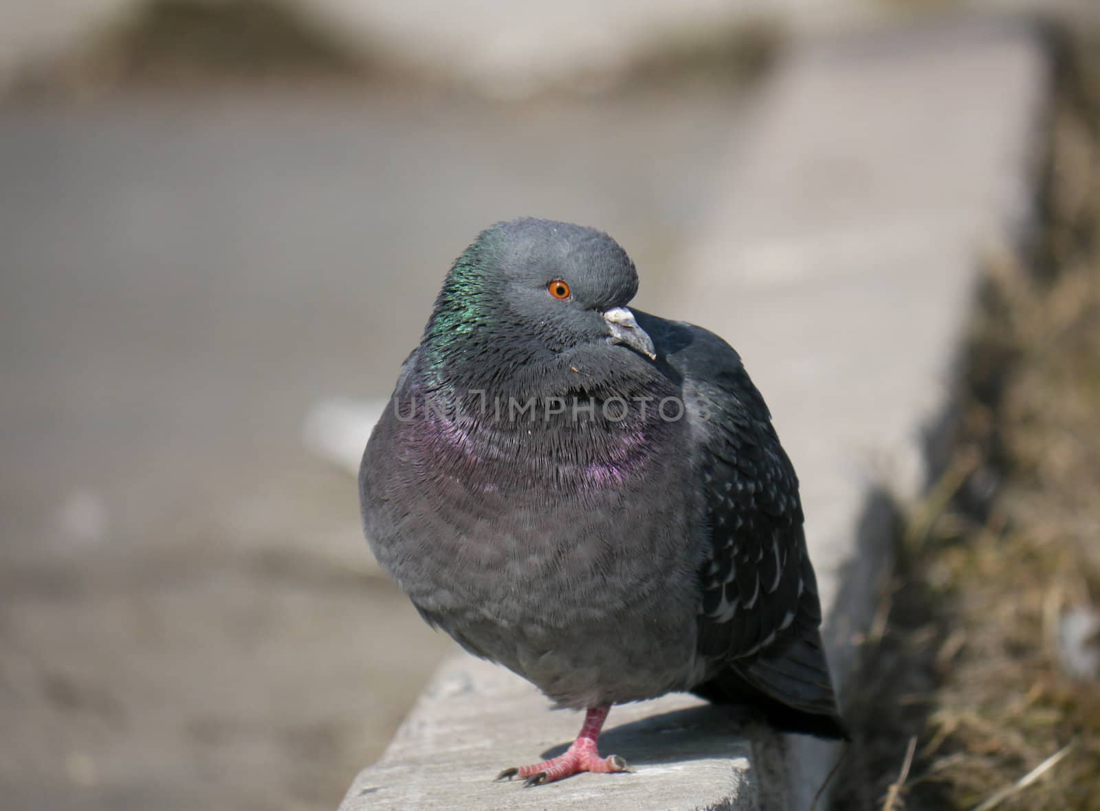 Portrait of a walking pigeon in winter day 