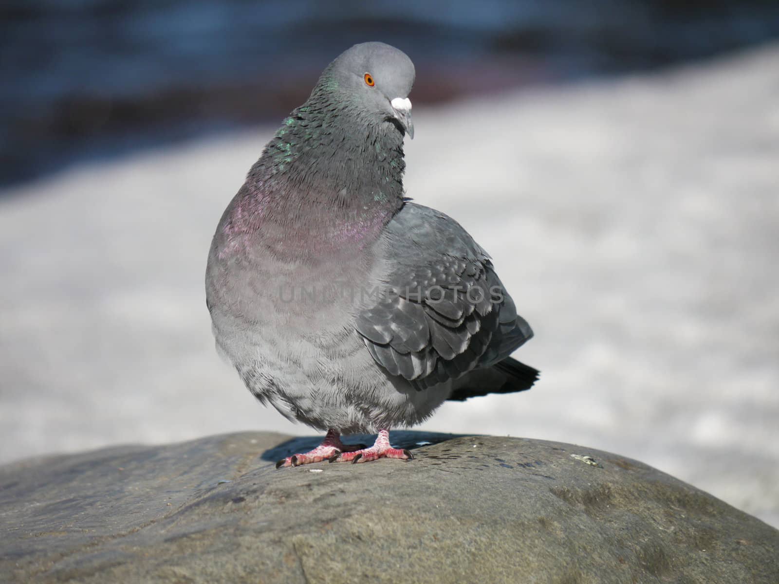 Portrait of a walking pigeon in winter day 