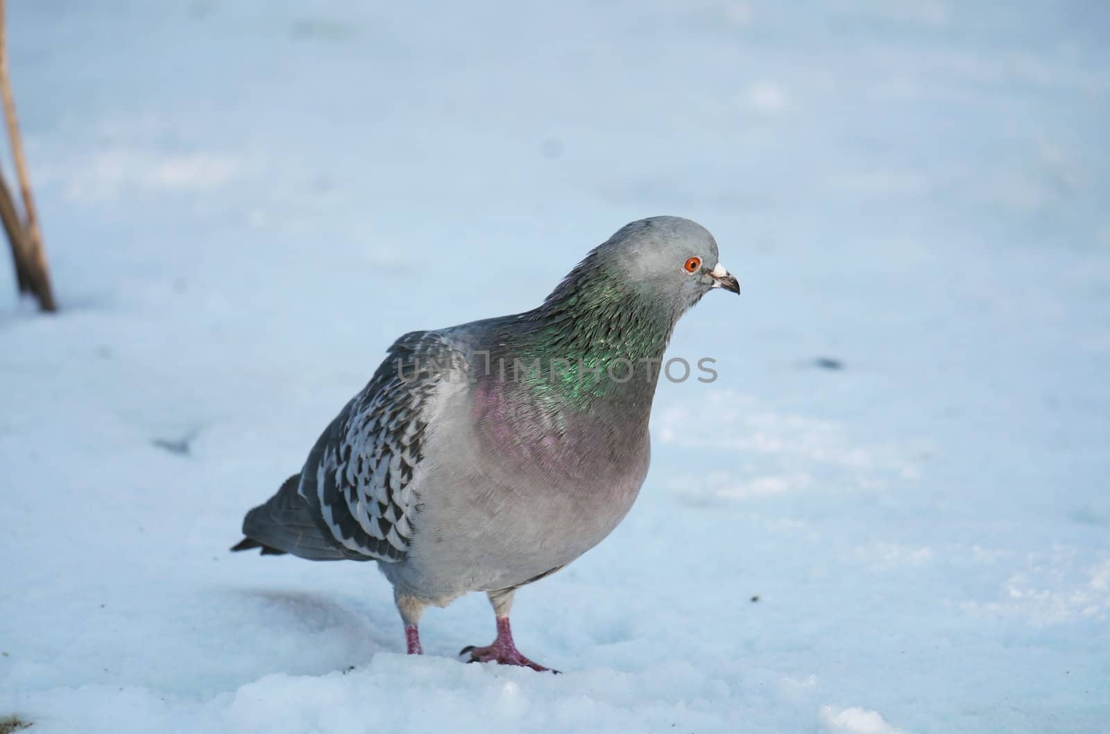 Pigeon on a snow 