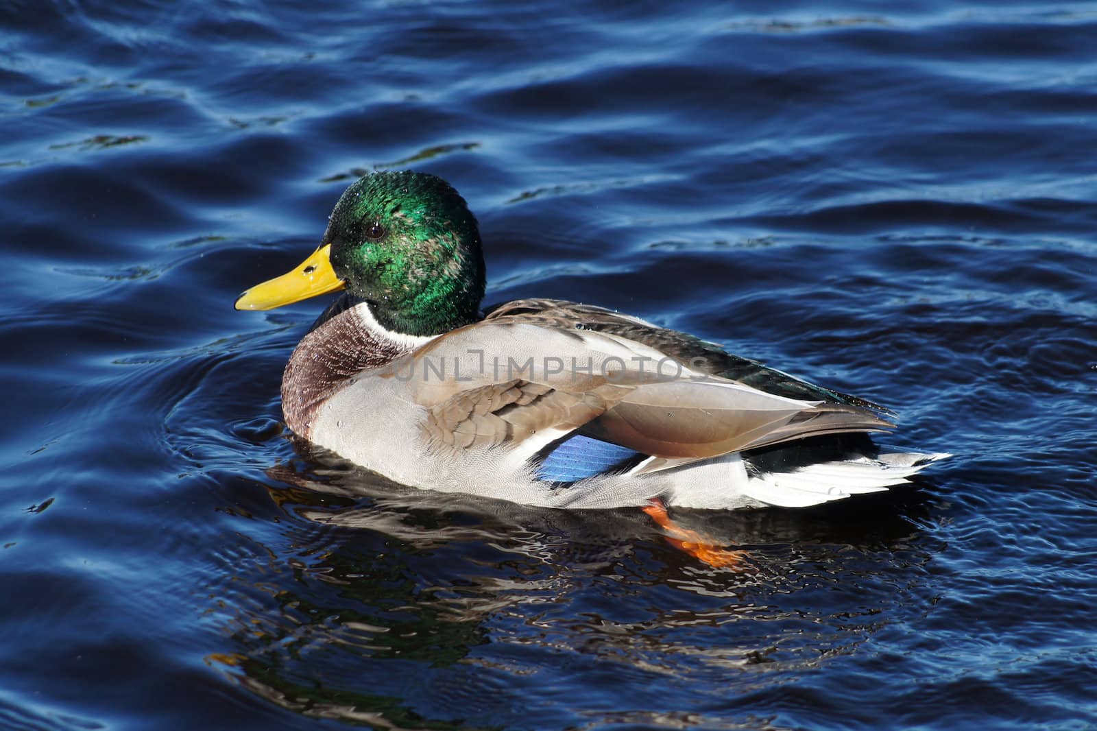 Duck