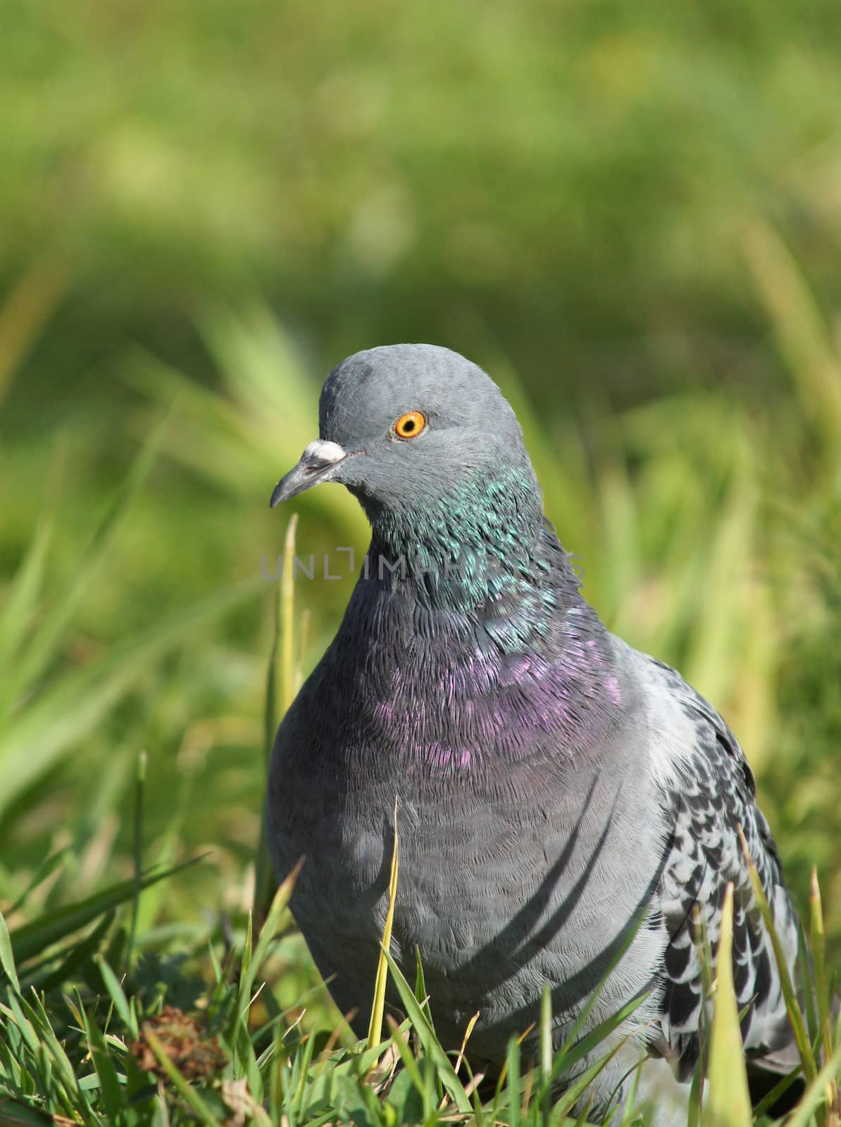 dove into the green grass 