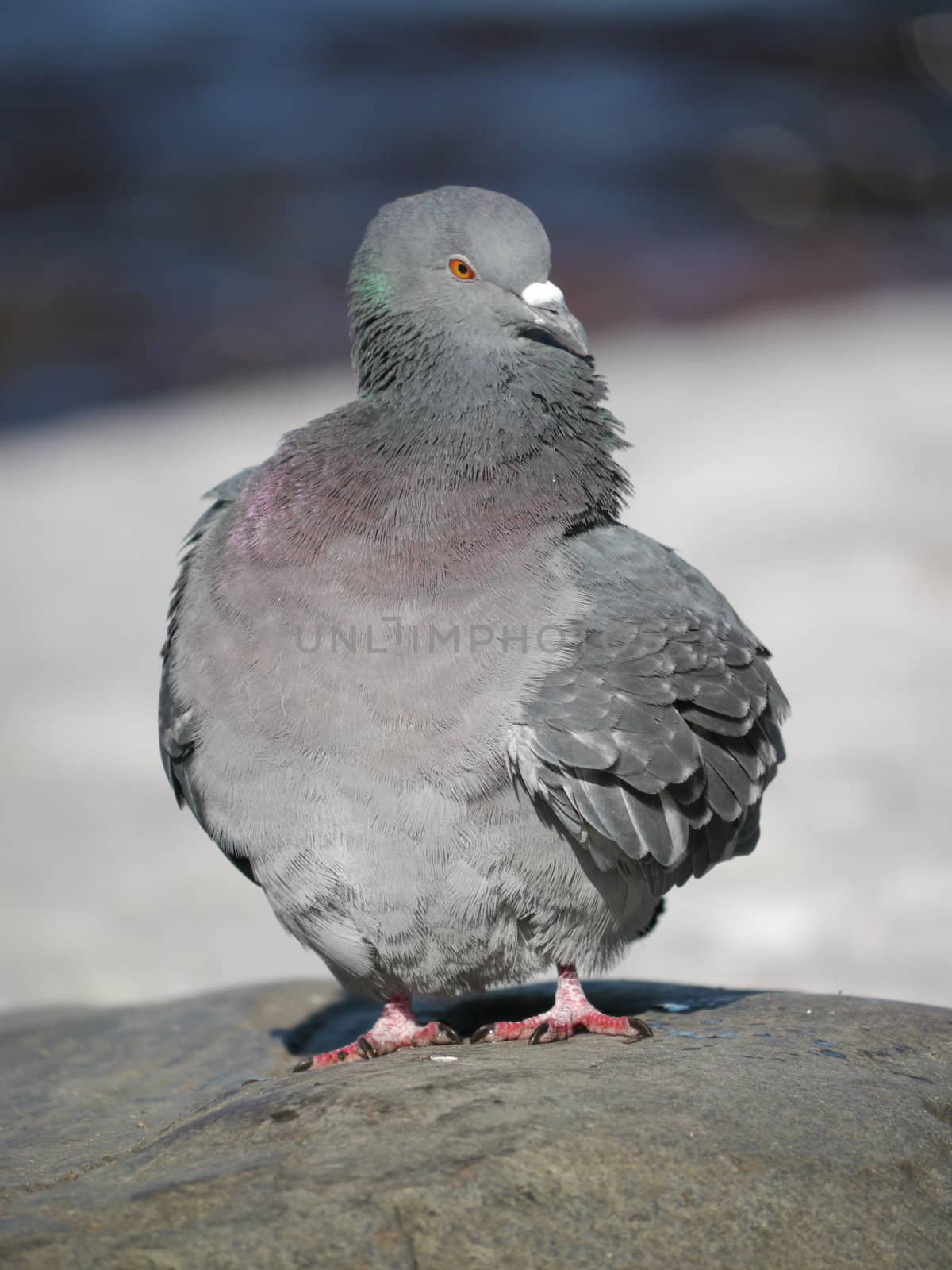 Portrait of a walking pigeon in winter day 