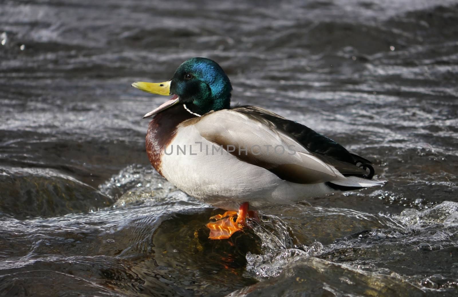 Duck on the river in winter 