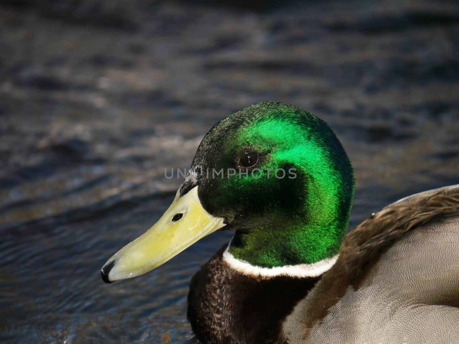 Duck on the river in winter 