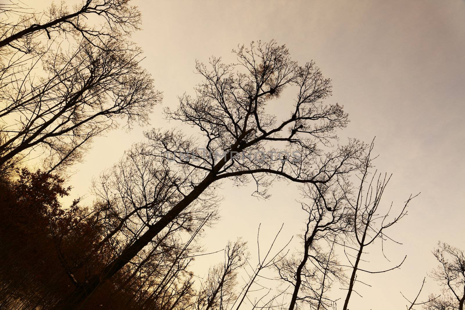 Bare trees of an autumn forest