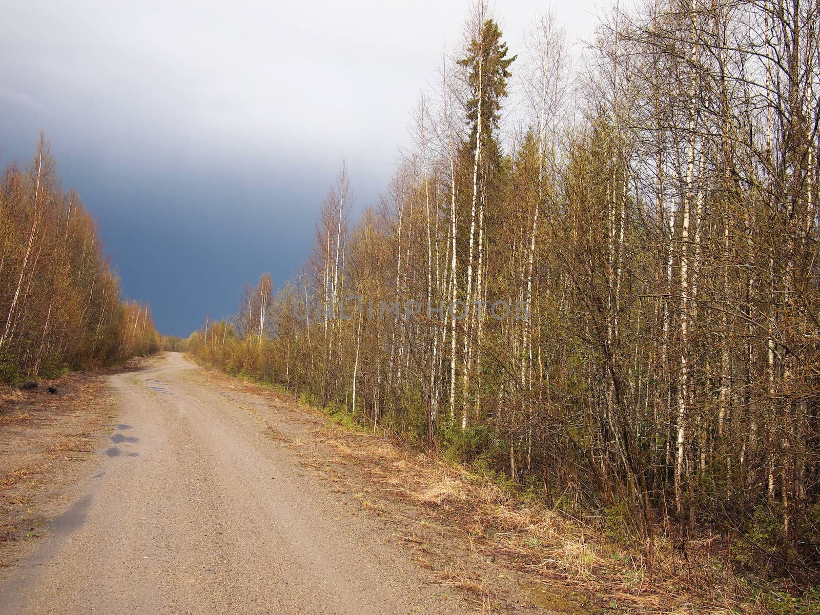 The road in the woods