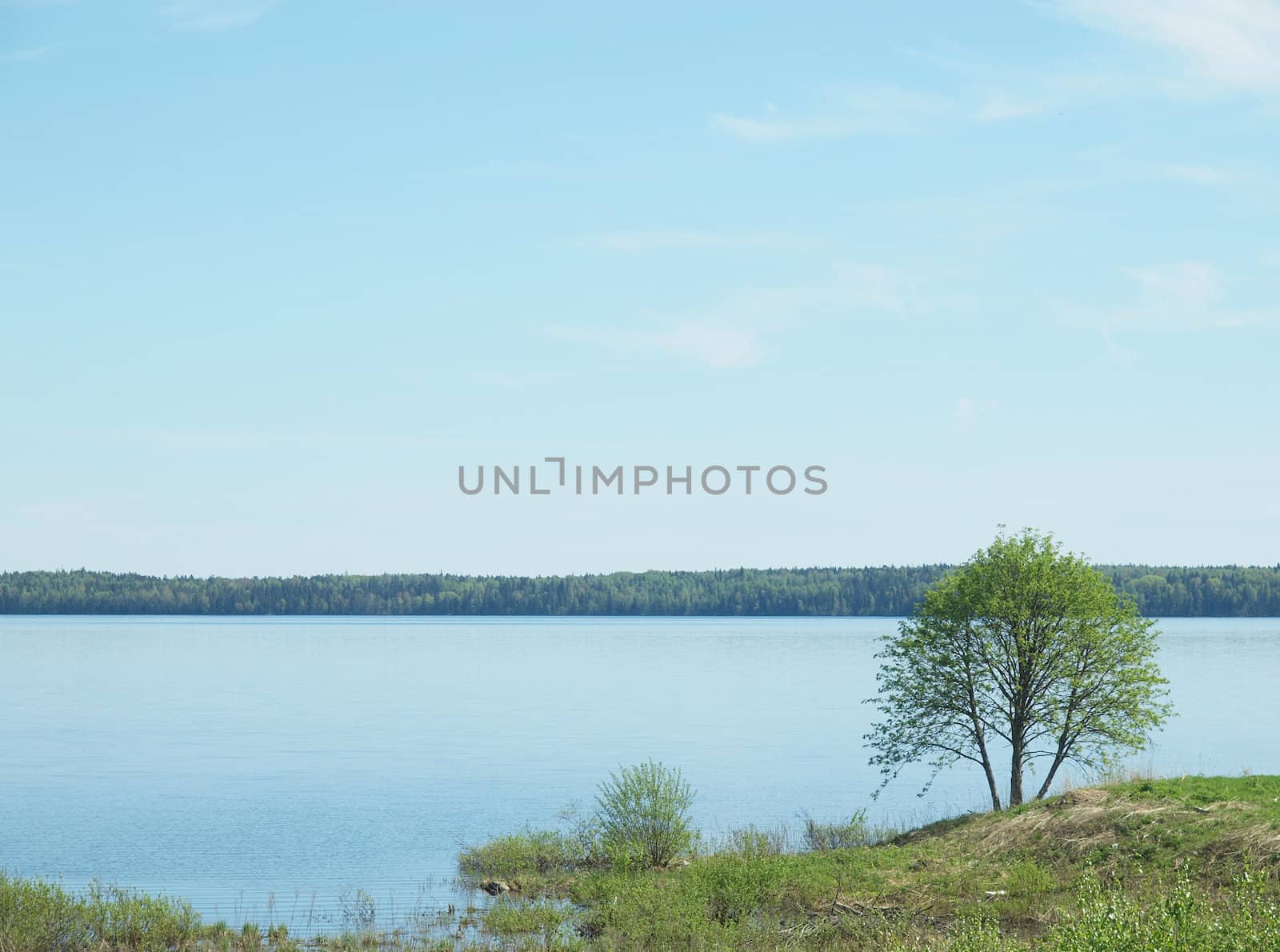 Tree on coast of lake. Karelia, Russia   