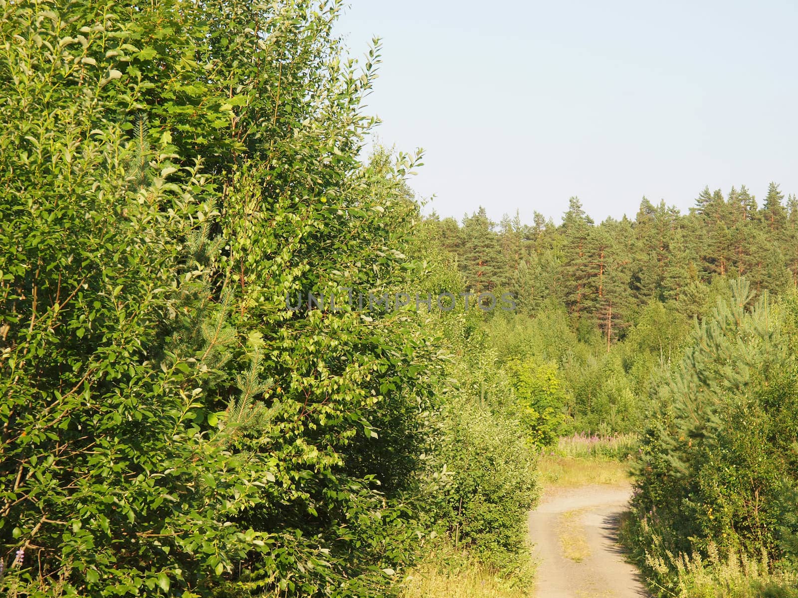Road to a wood       
