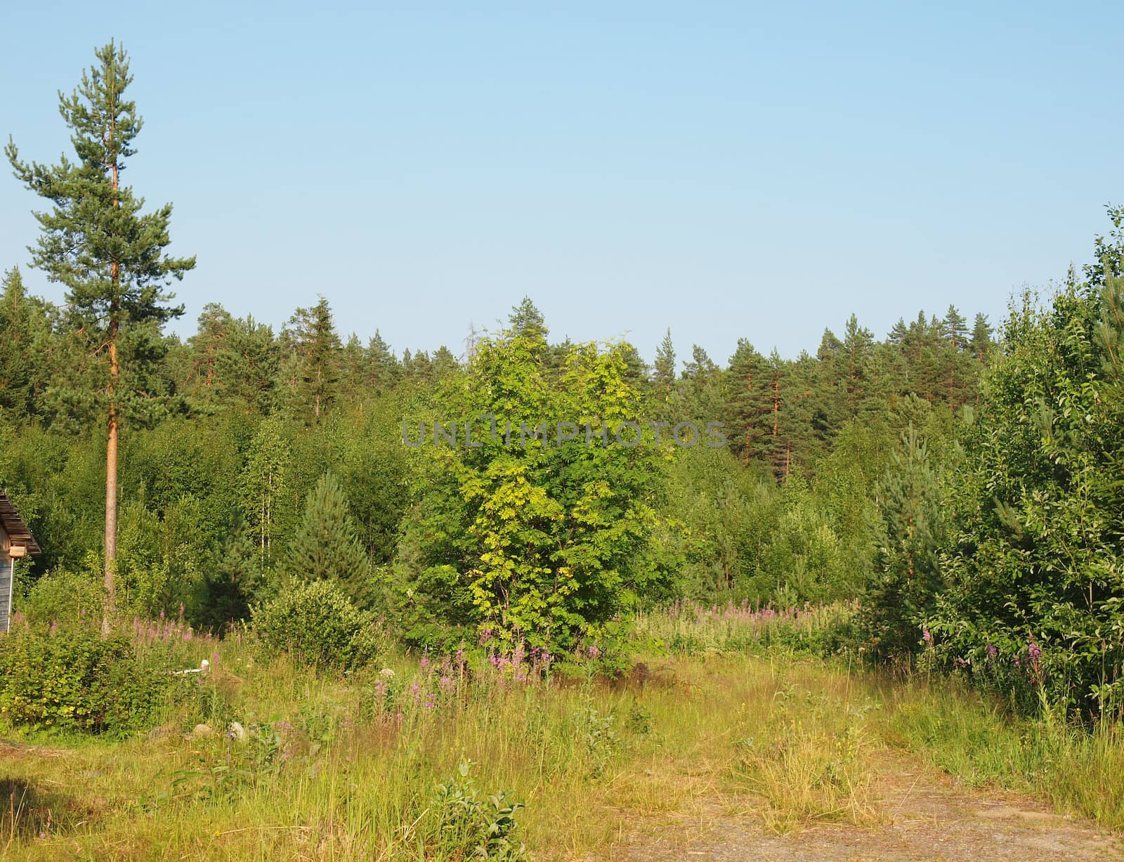 Wood in the spring. Karelia, Russia                