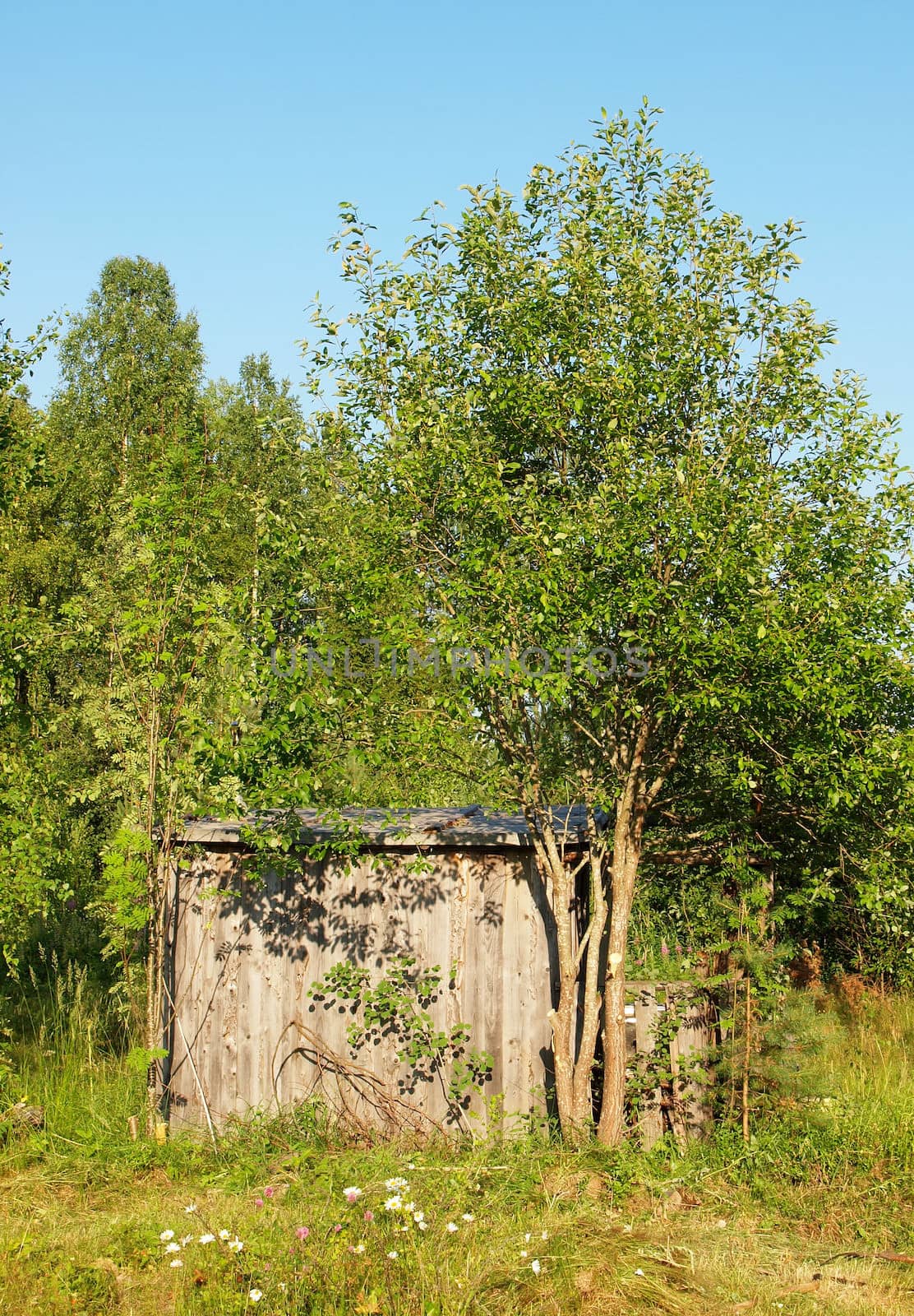 The old thrown house in village in the spring.         
