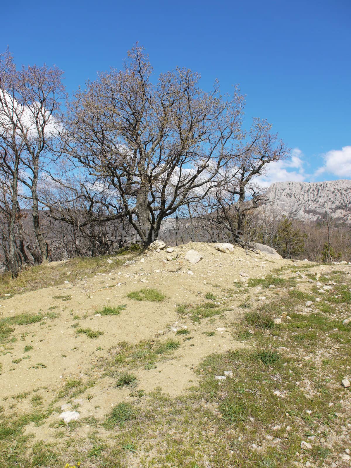 trees, sky and rock 