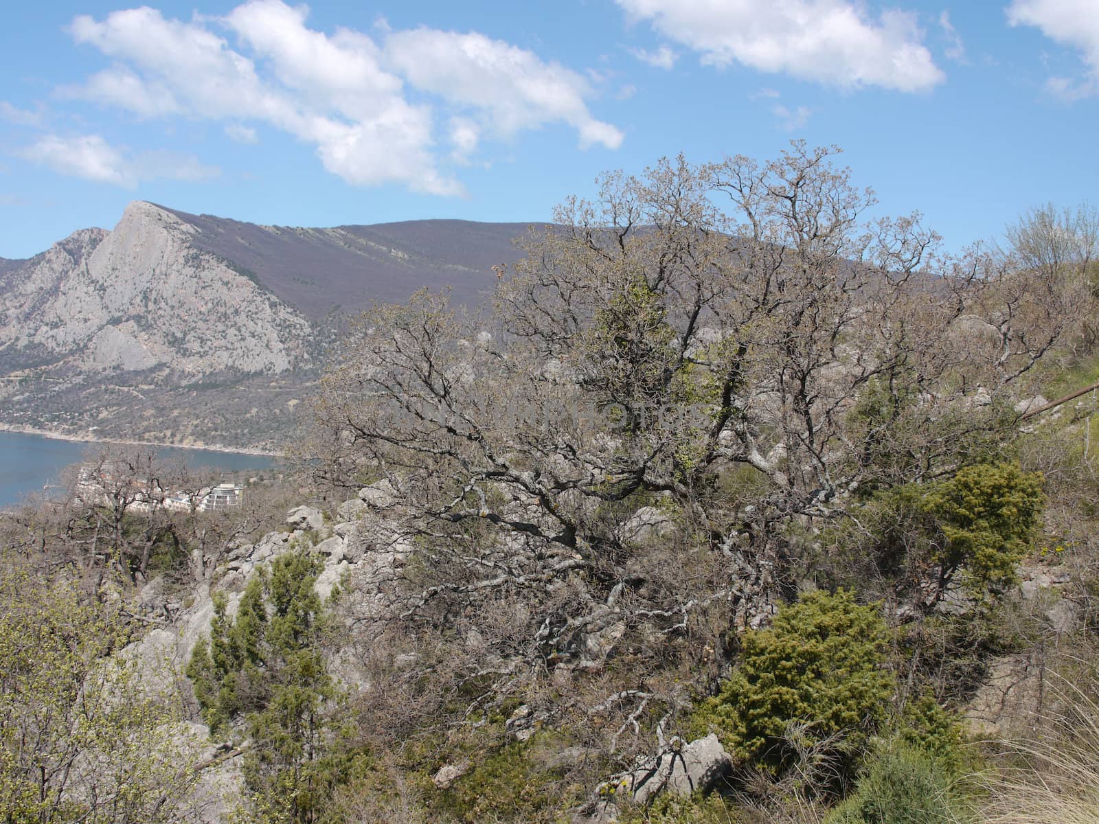 tree, sky and rock