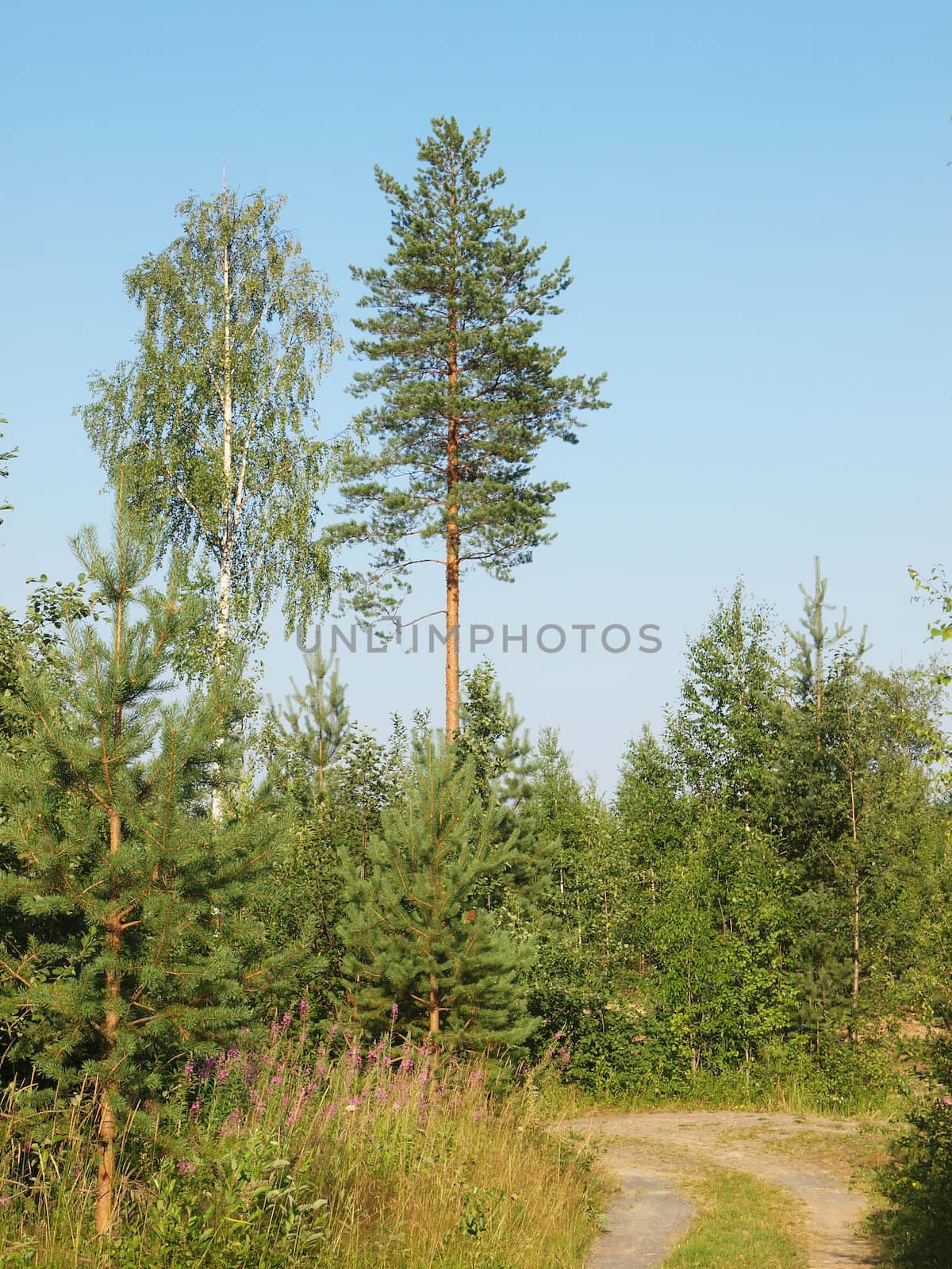 Road to a wood       