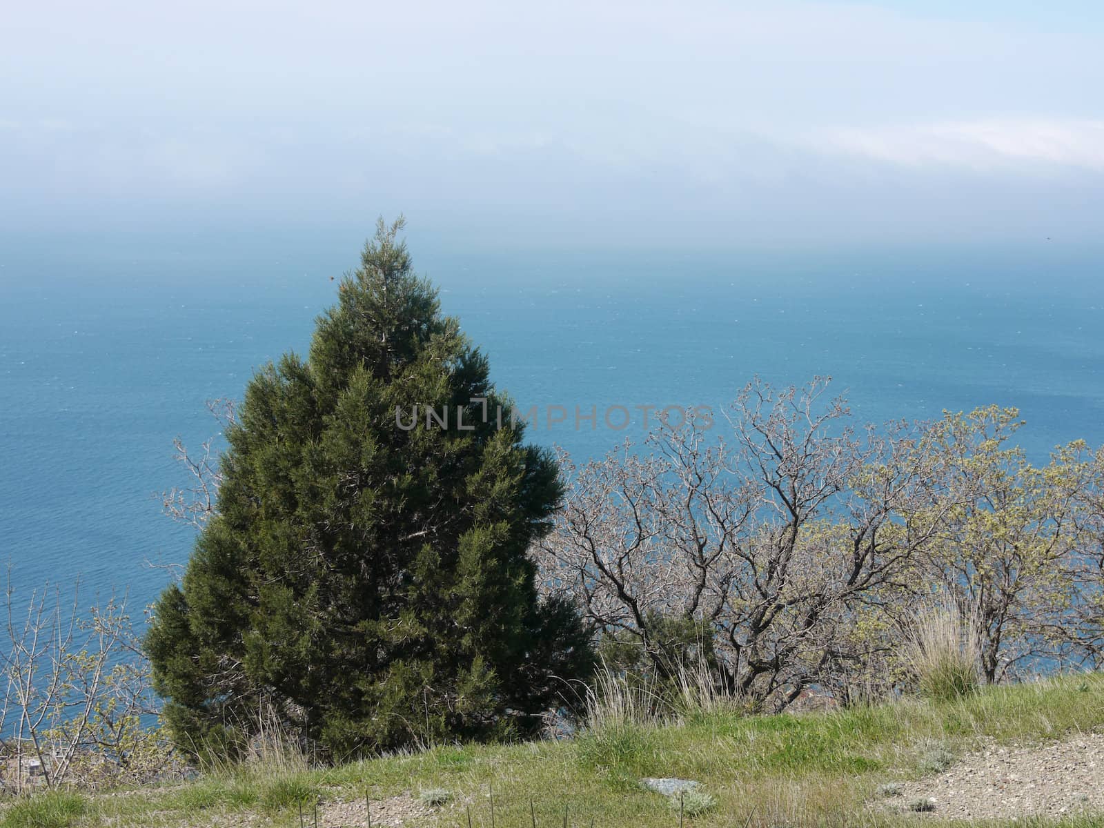 tree, sky and rock 