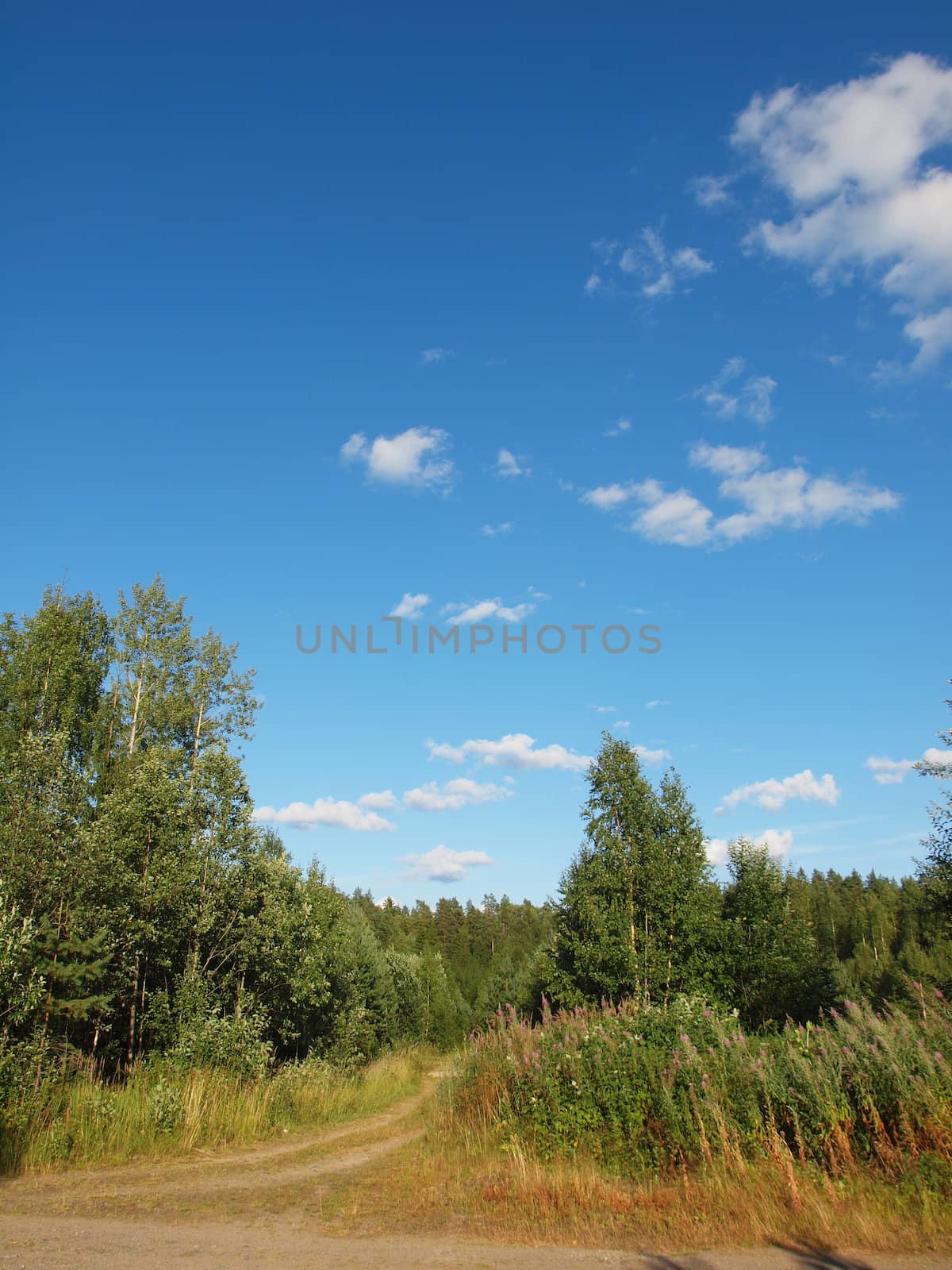 Wood in the spring. Karelia, Russia        