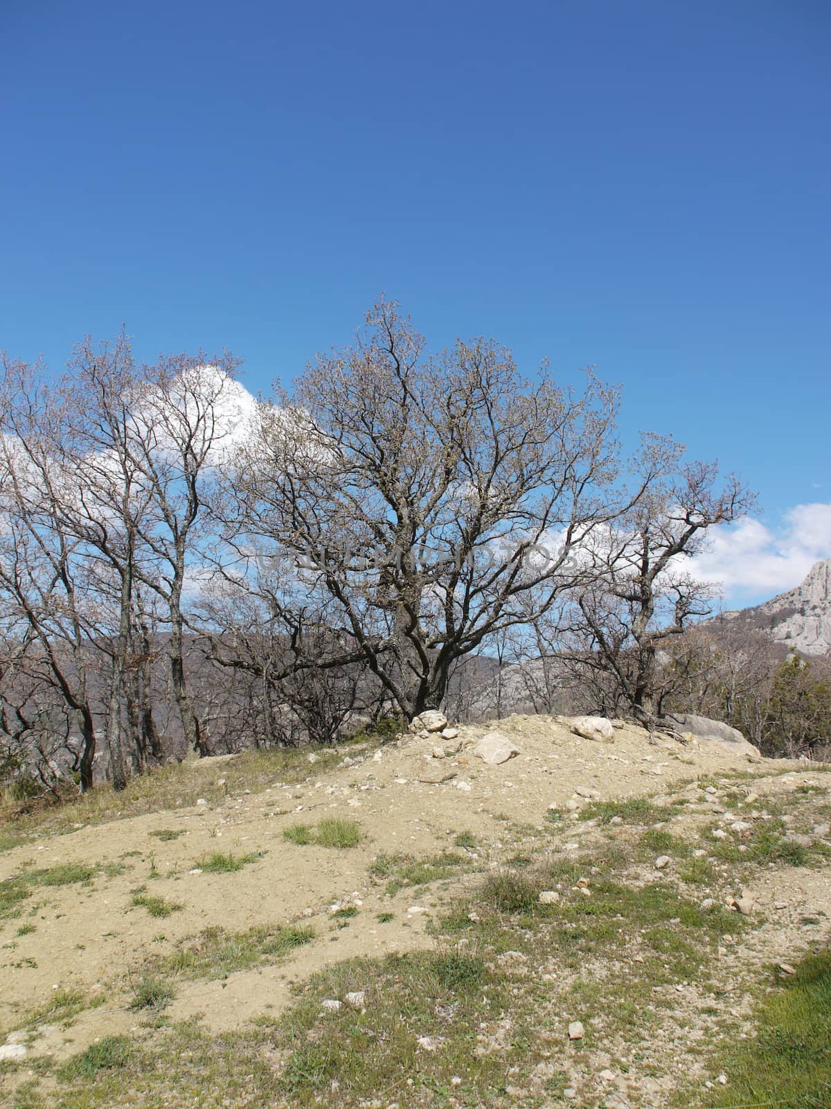 trees, sky and rock 