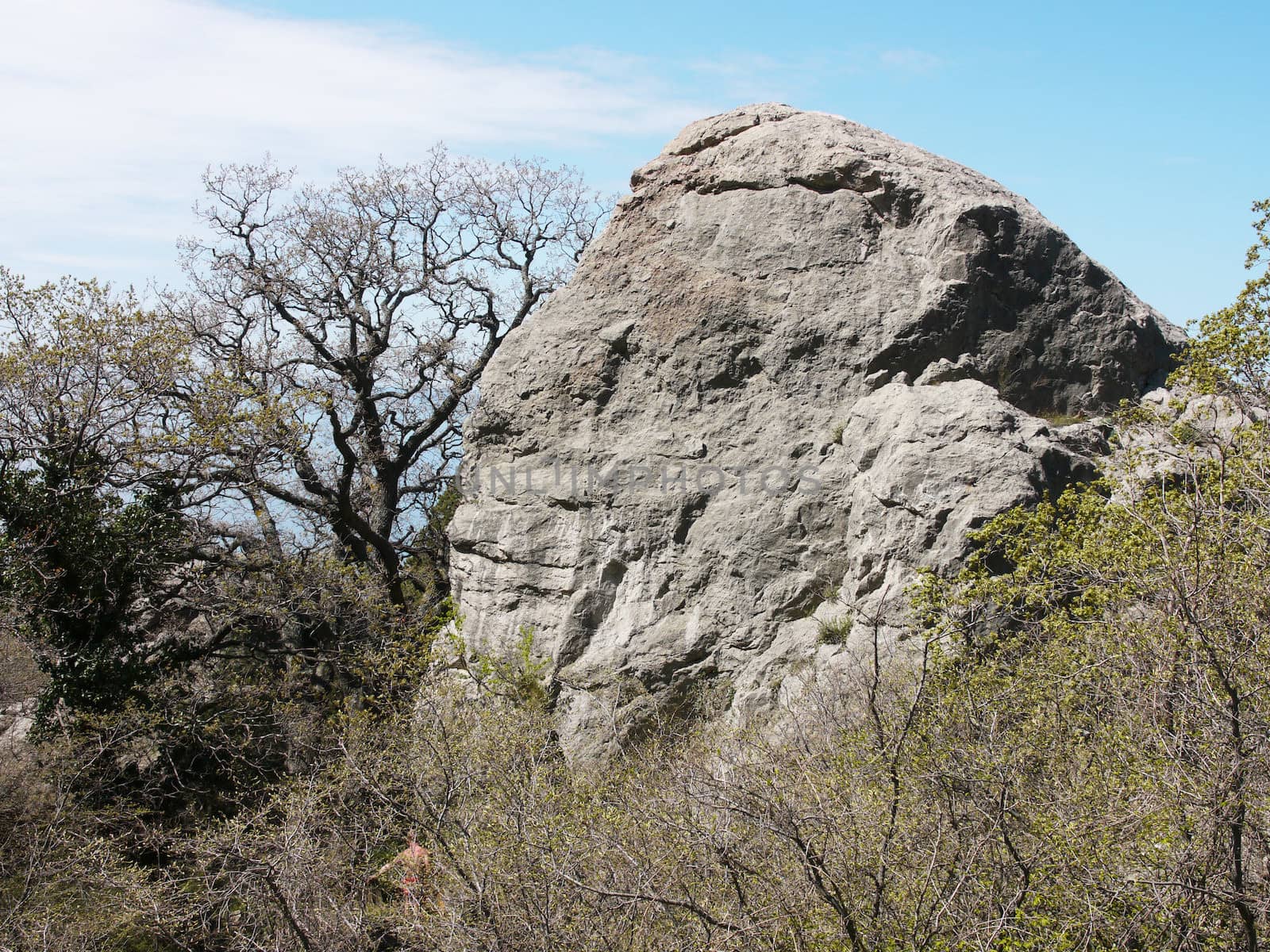 tree, sky and rock