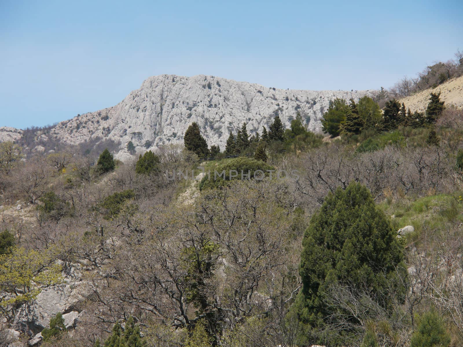 tree, sky and rock