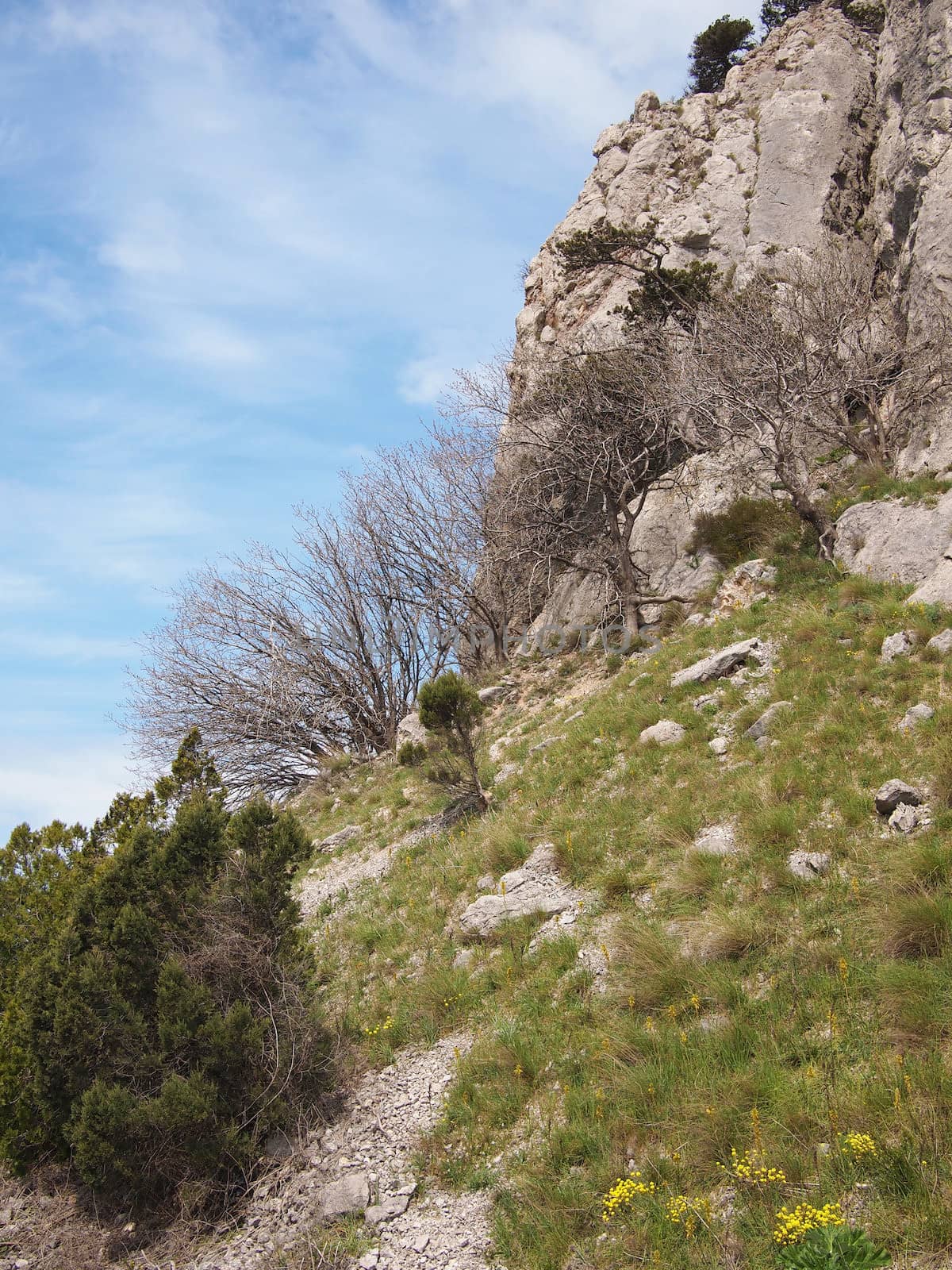 trees, sky and rock