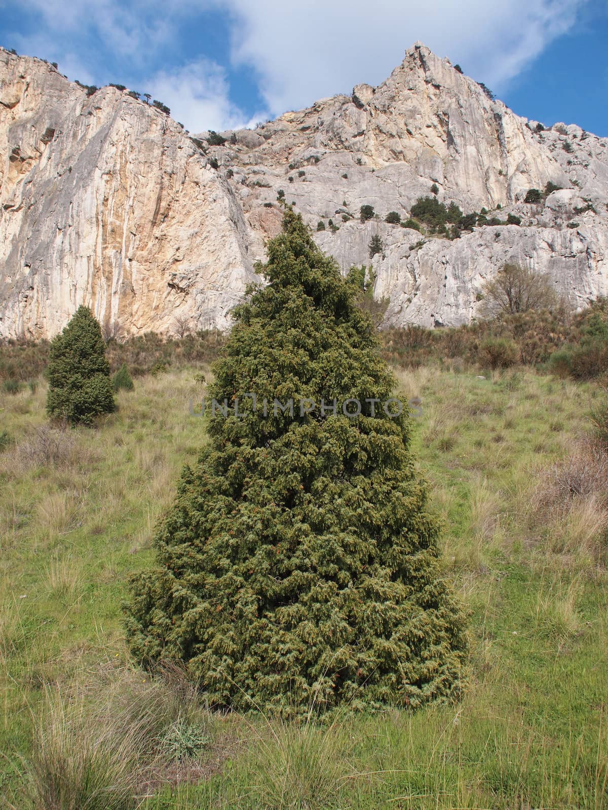 tree, sky and rock 