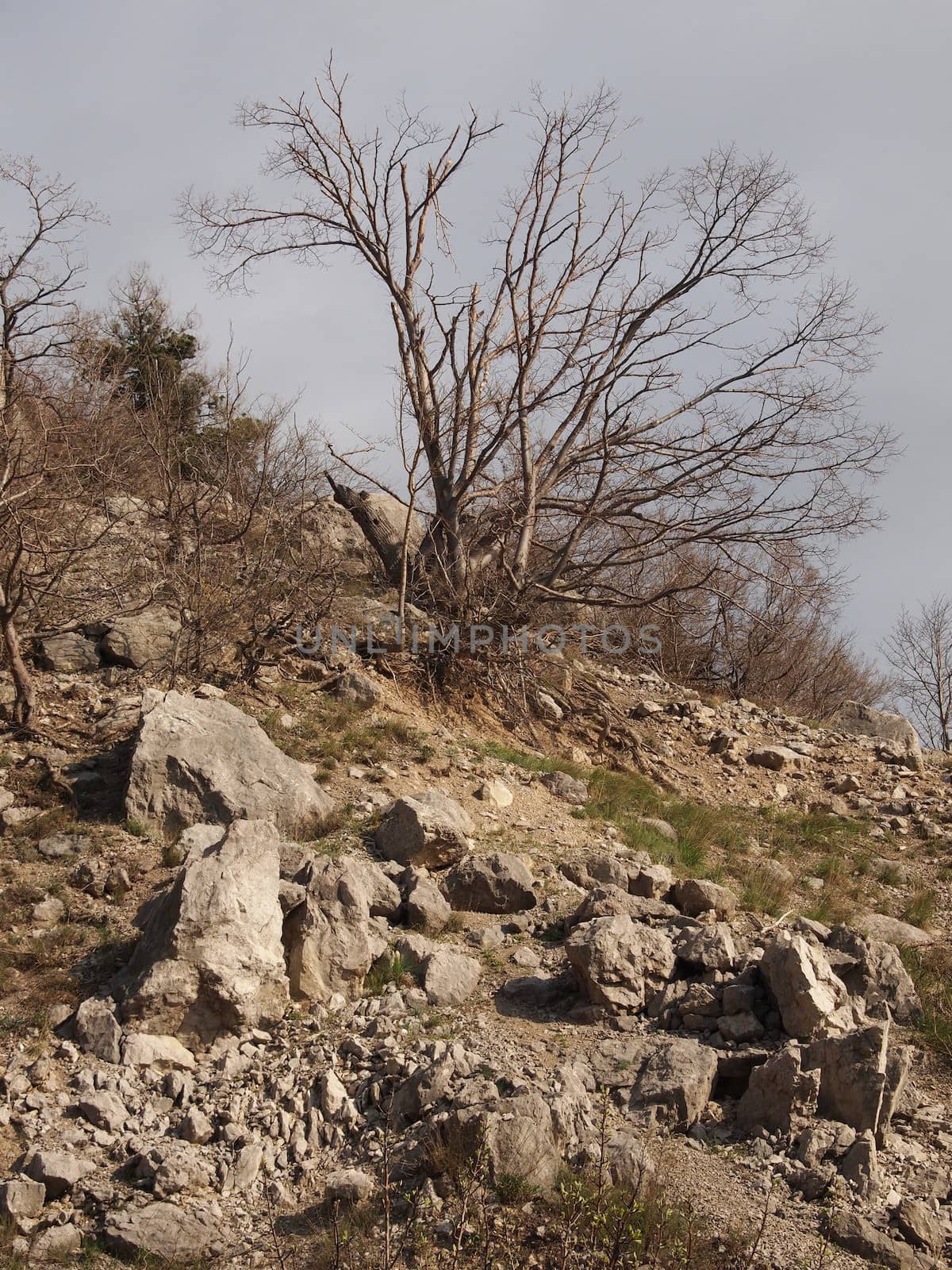 trees, sky and rock