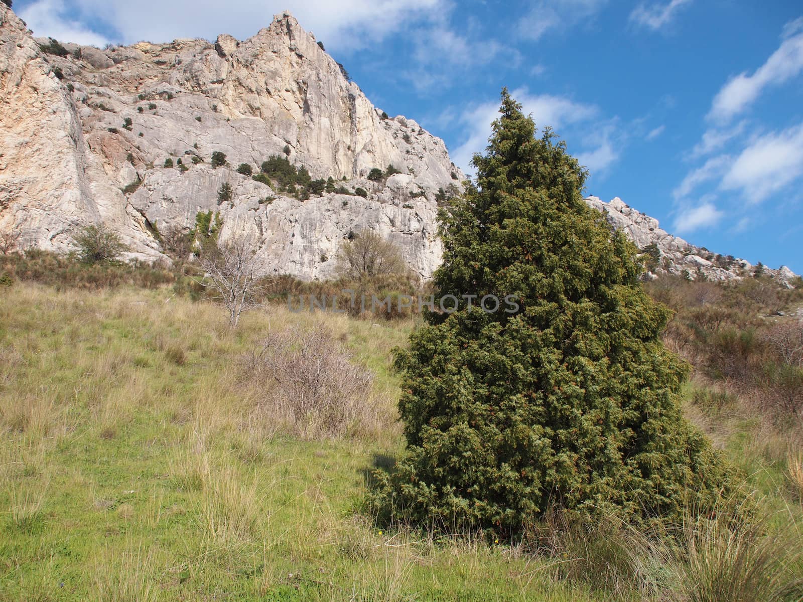 tree, sky and rock 