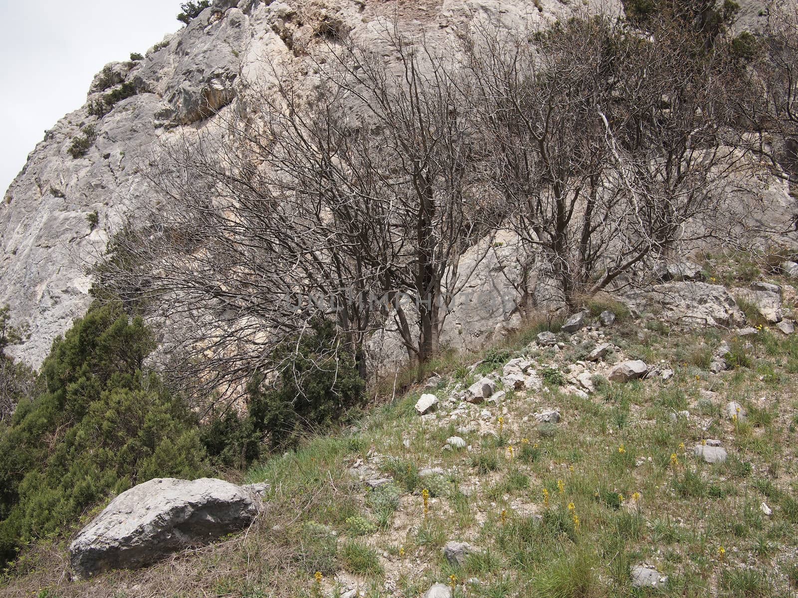 trees, sky and rock