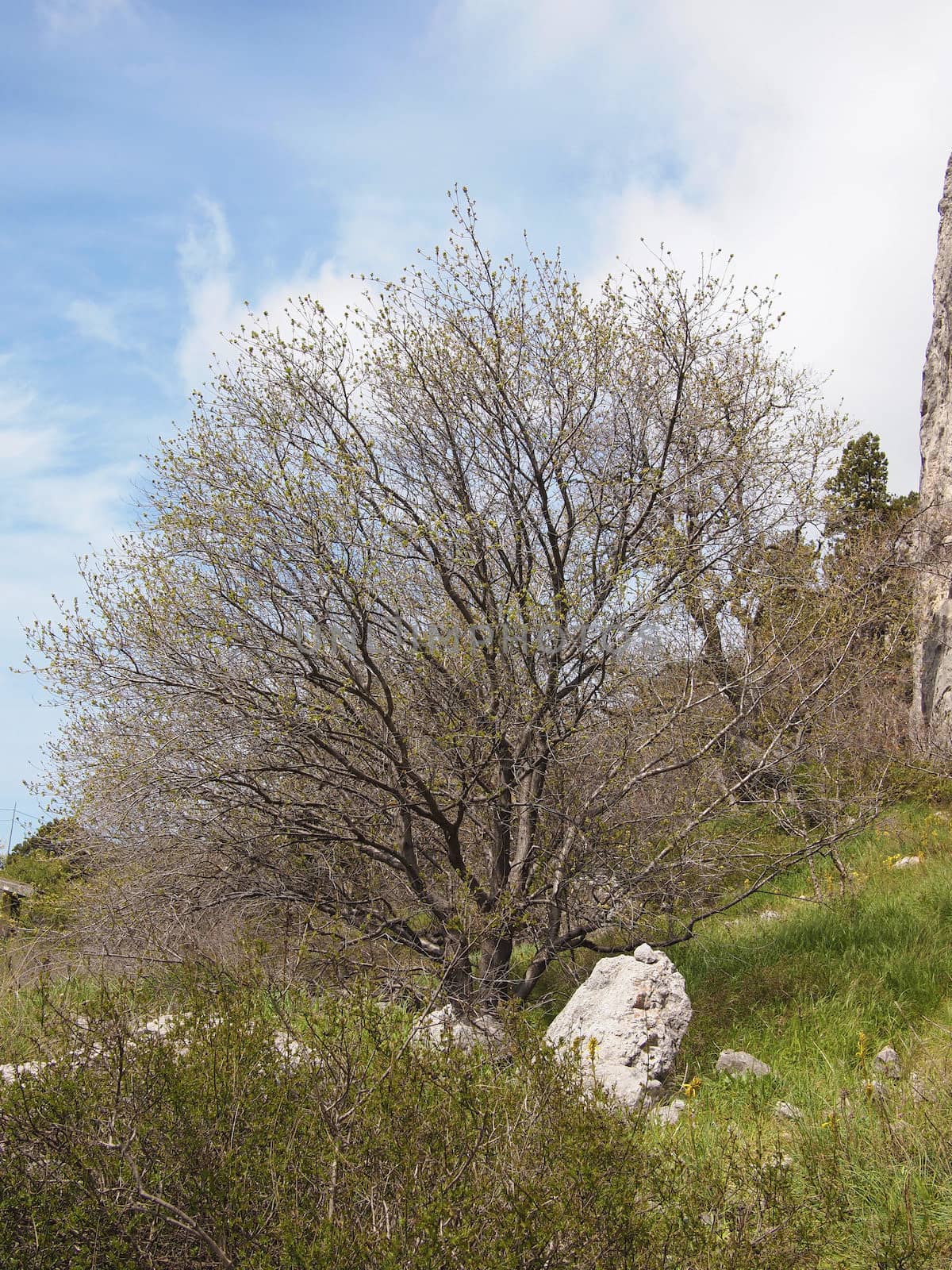 tree, sky and rock 