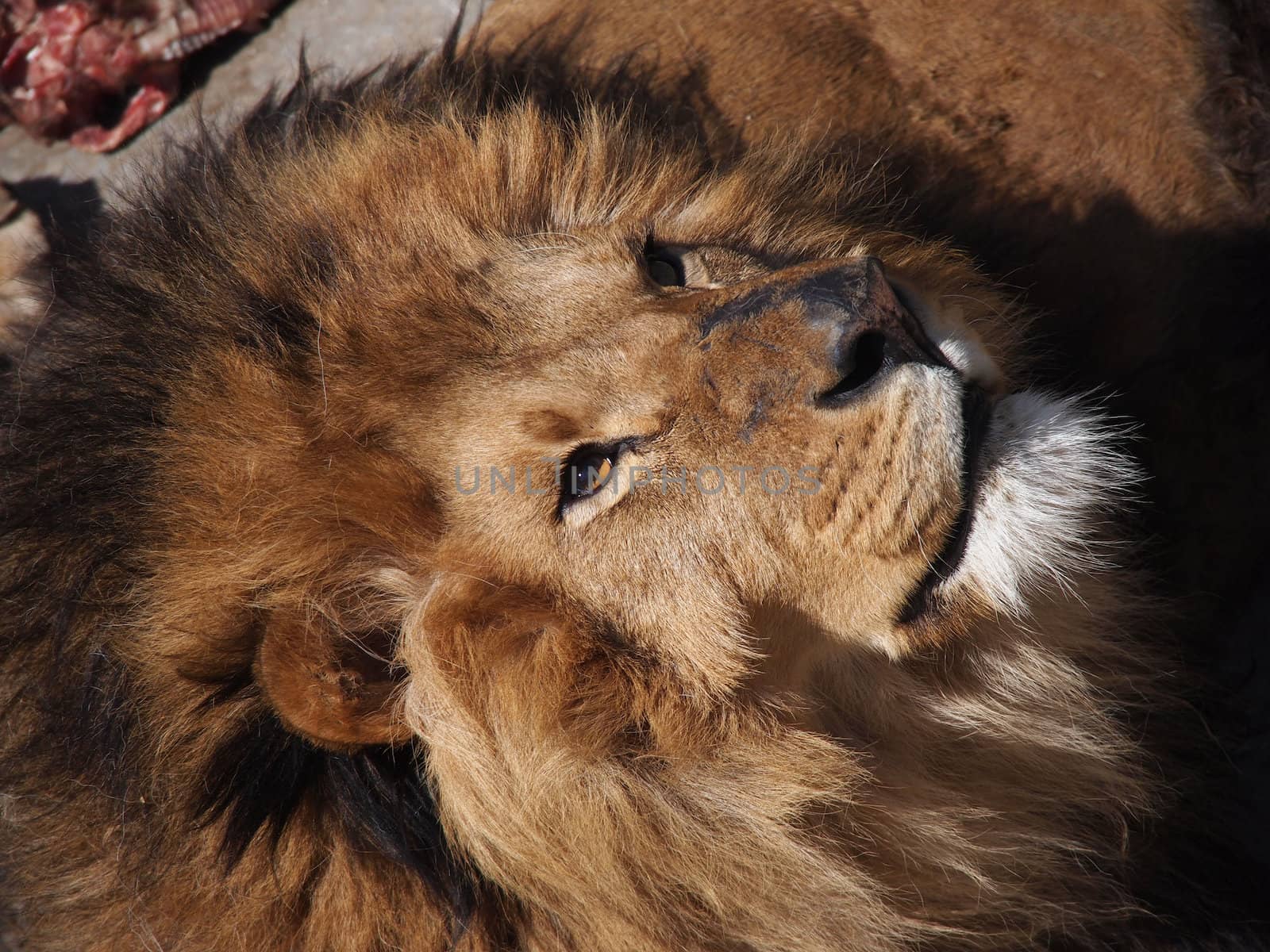 portrait of a male lion 