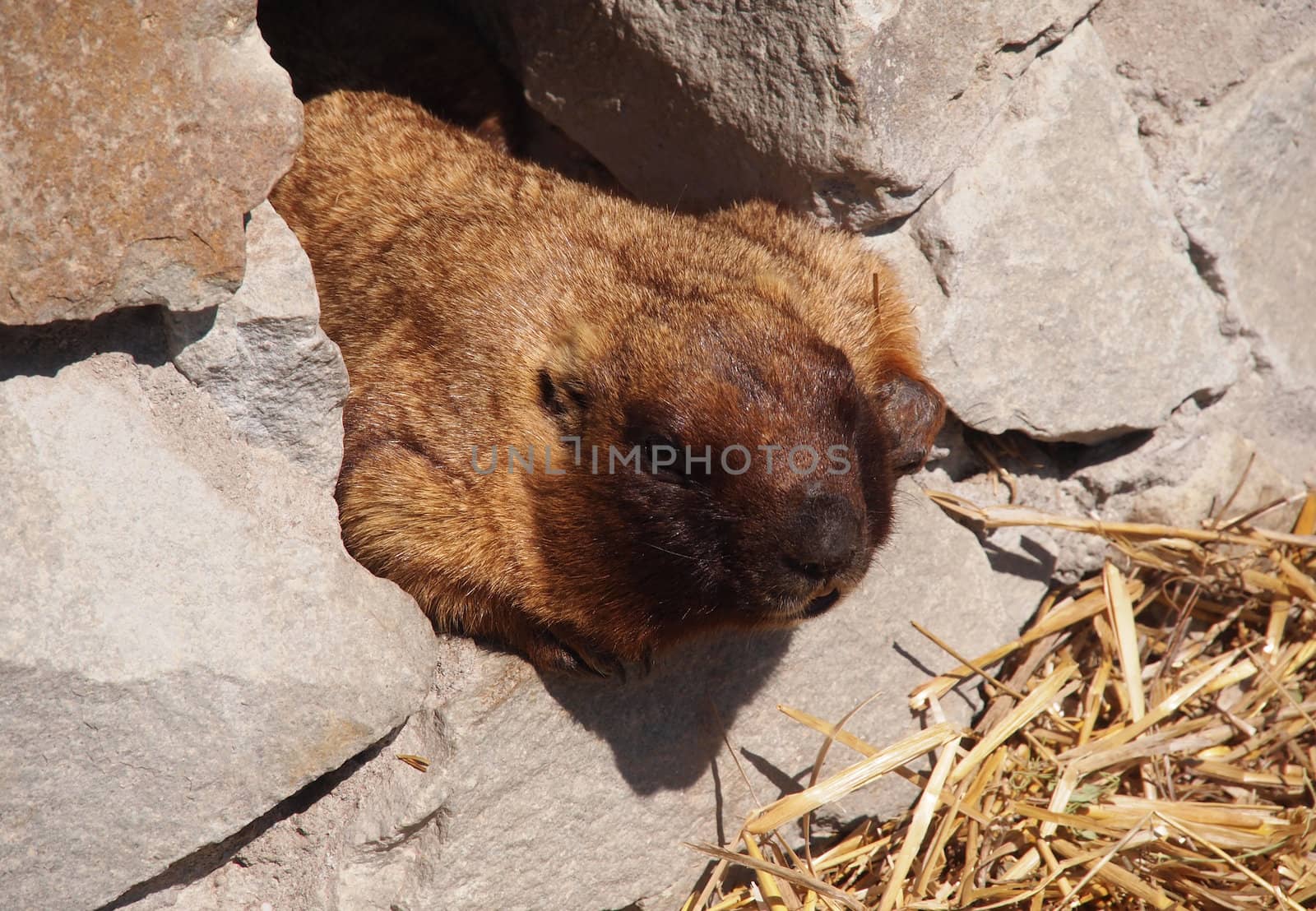 portrait of a marmot