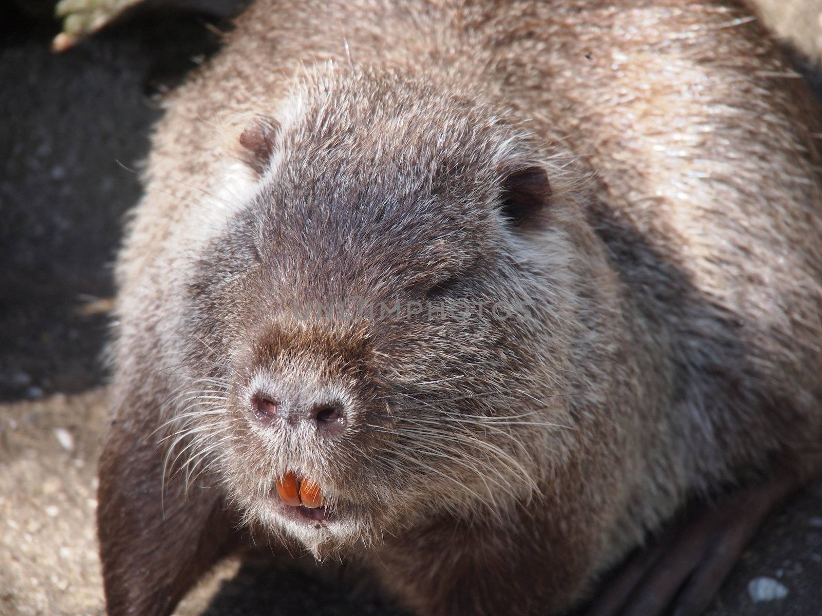 Portrait of a nutria  by Enskanto