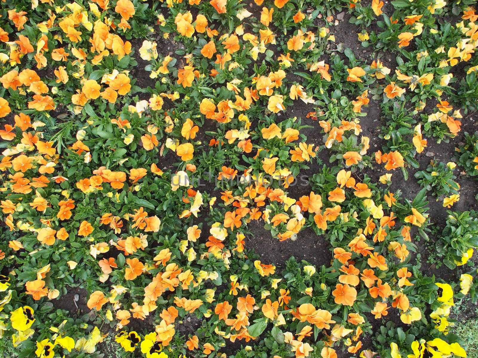 viola tricolor pansy by Enskanto