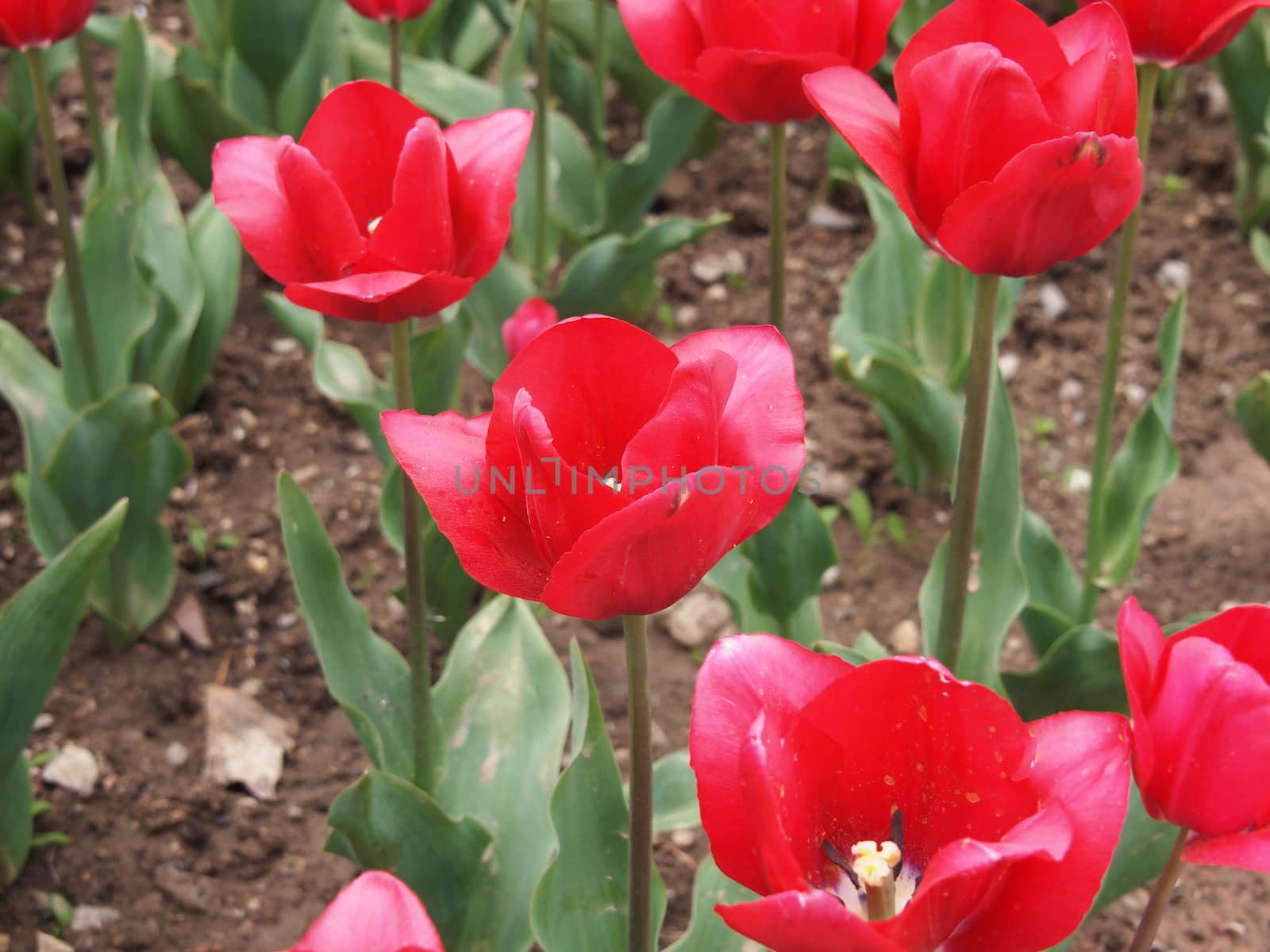 red tulip