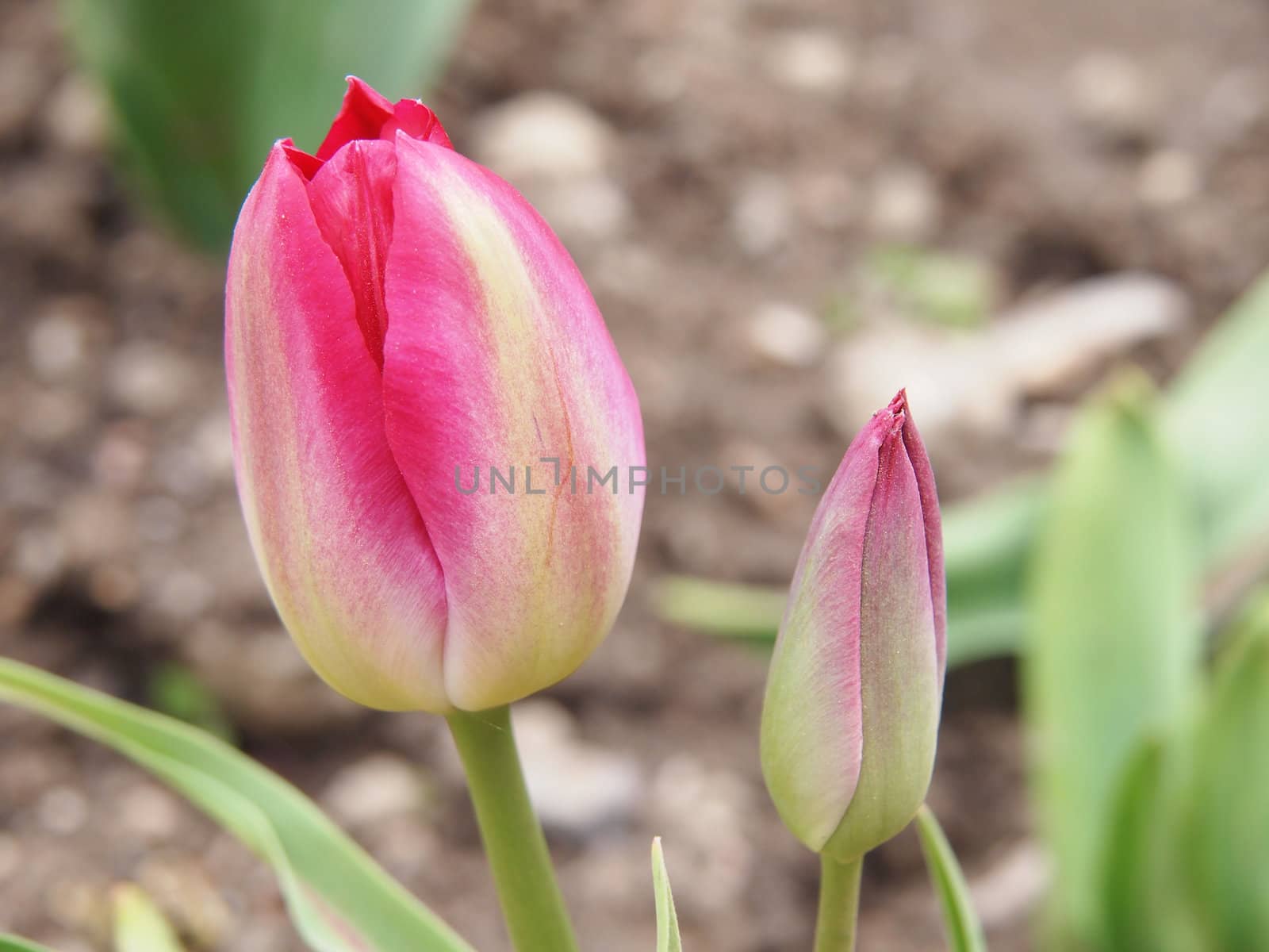 Pink tulip