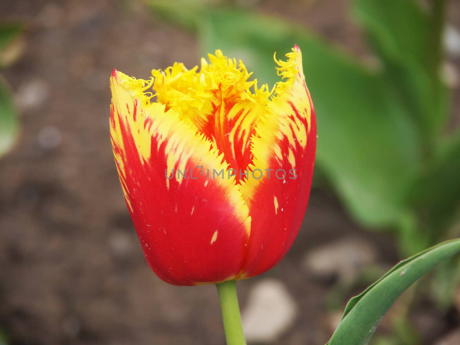 red tulip