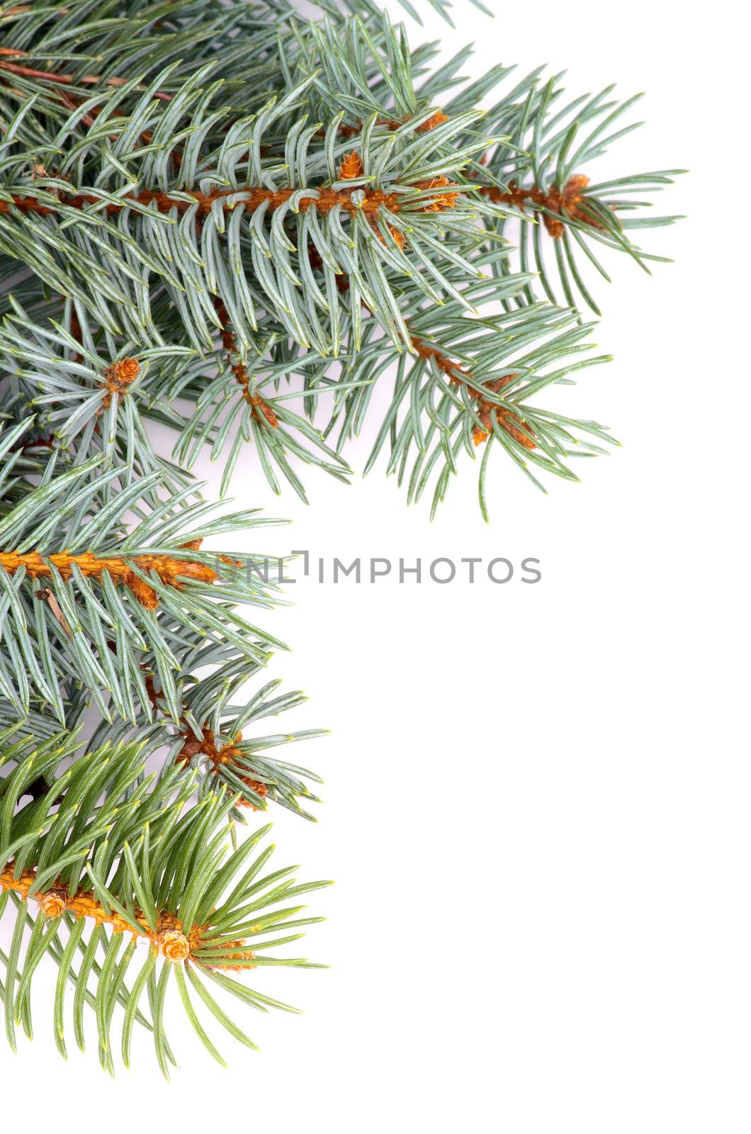 Frame of Green and Blue Spruce Branches with Little Fir Cone isolated on white background