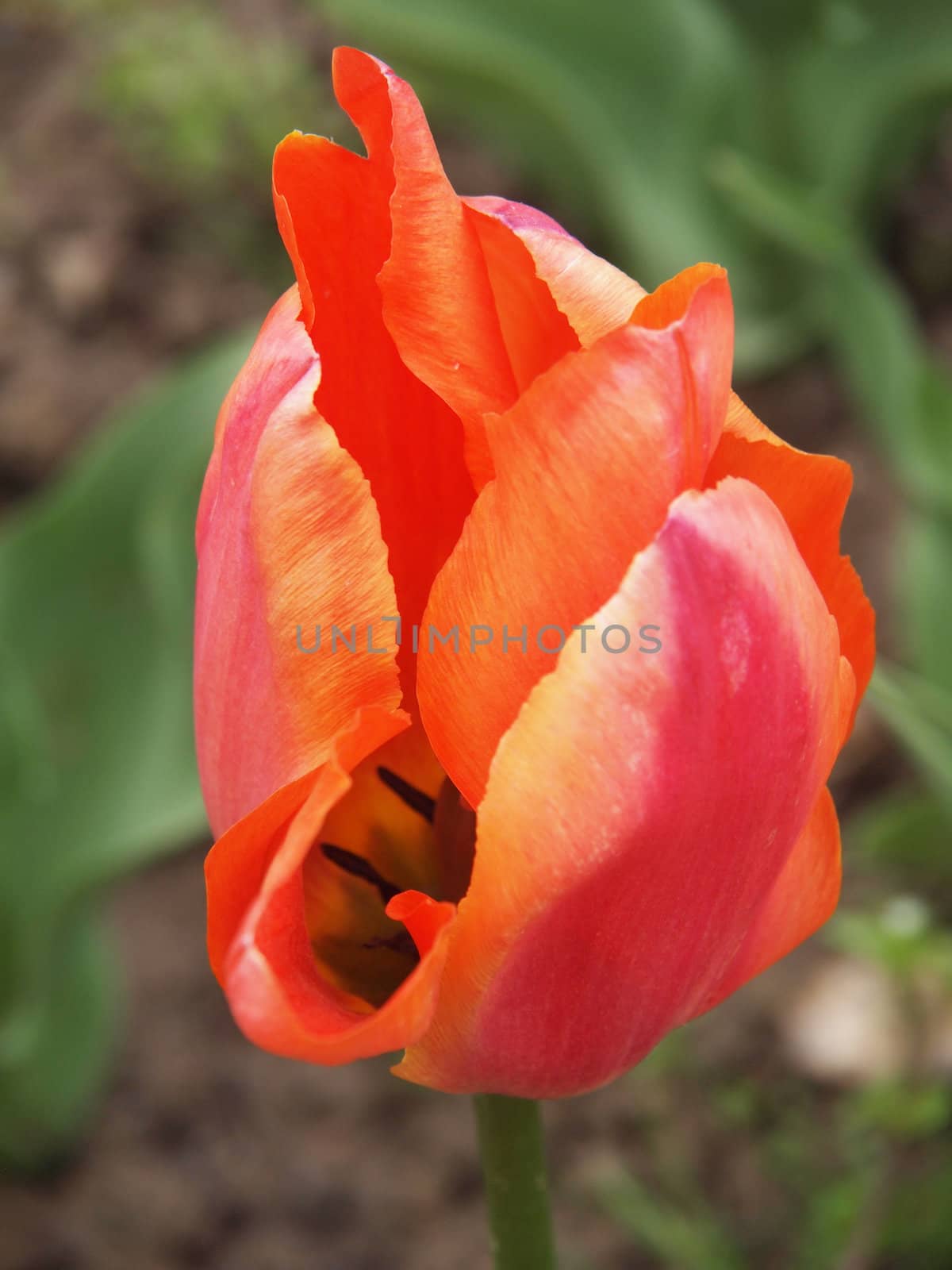 orange tulip by Enskanto