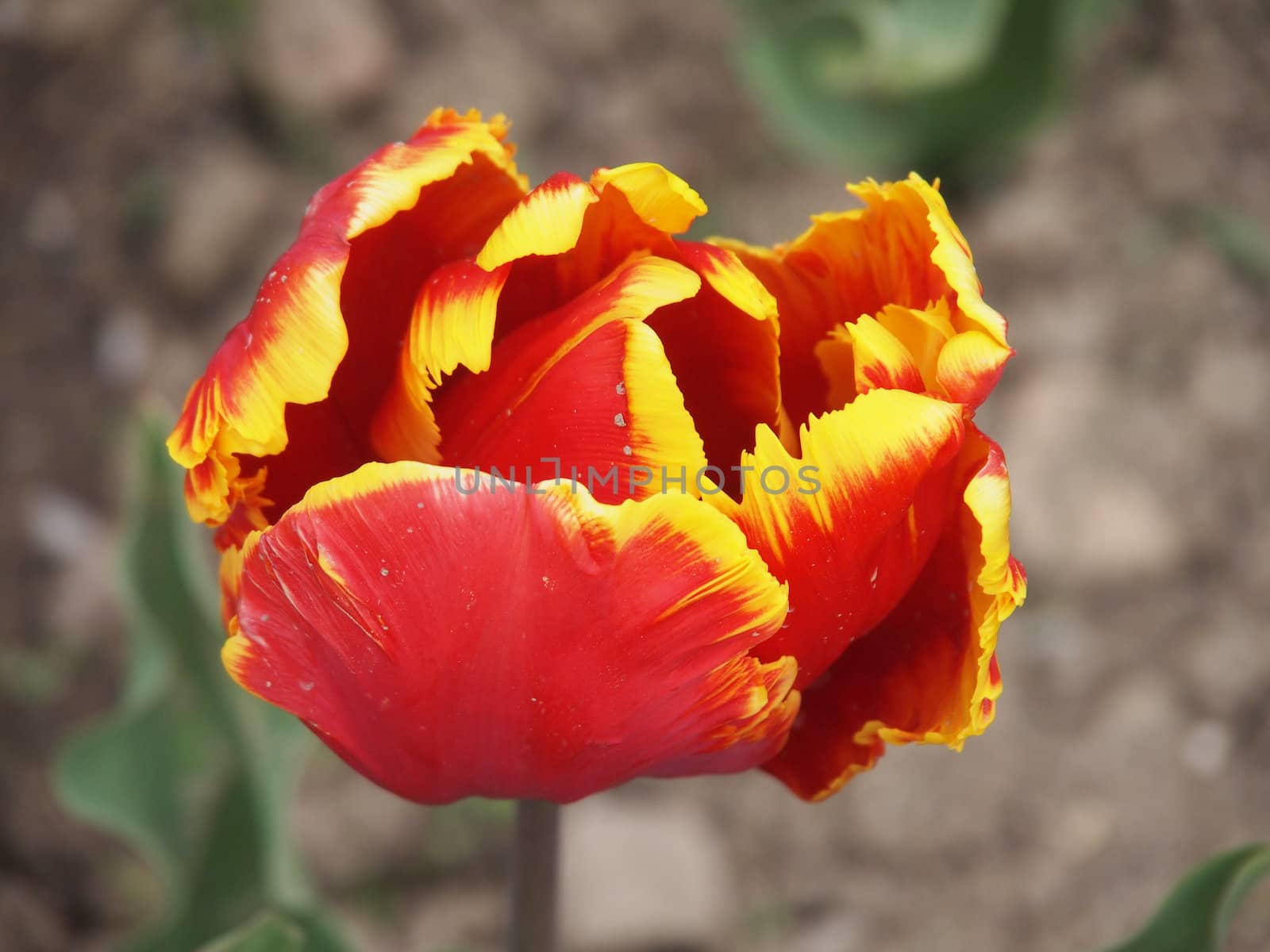 red tulip