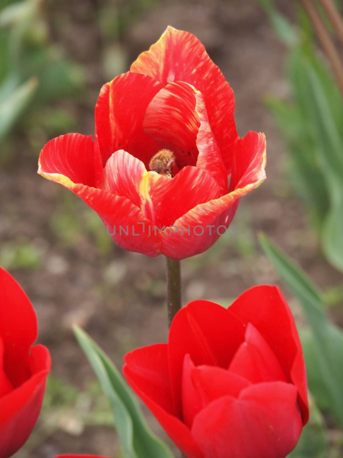 red tulip by Enskanto