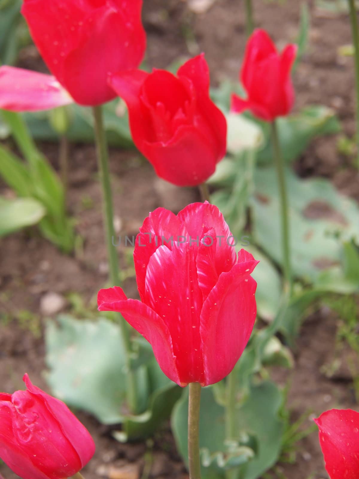 pink tulip by Enskanto