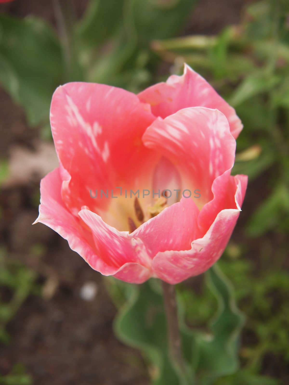 pink tulip by Enskanto