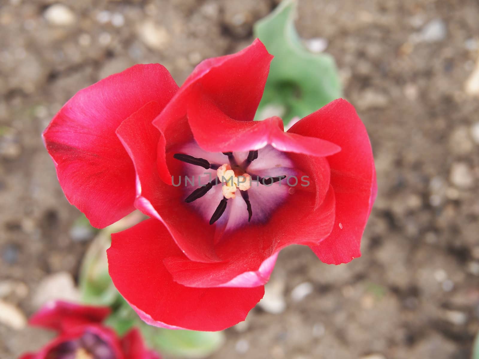 red tulip