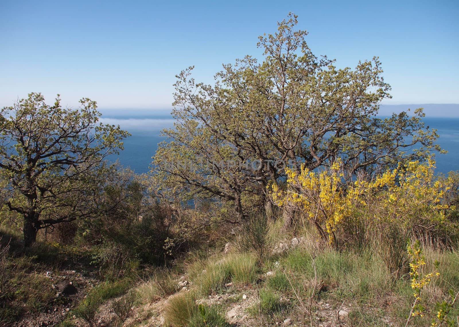 tree, sky and rock 